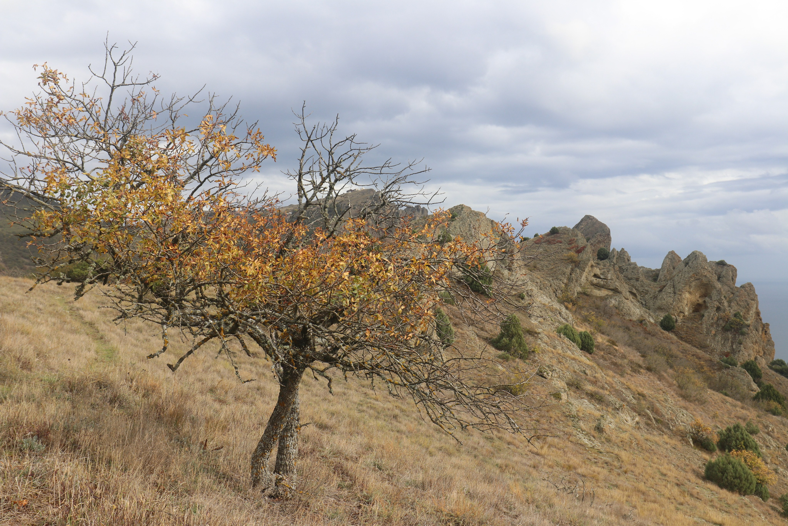 Крым. ЮБК (Судак, Карадаг). Ноябрь 2020. Путешественник-фотограф из Санкт-Петербурга Татьяна Свистулина