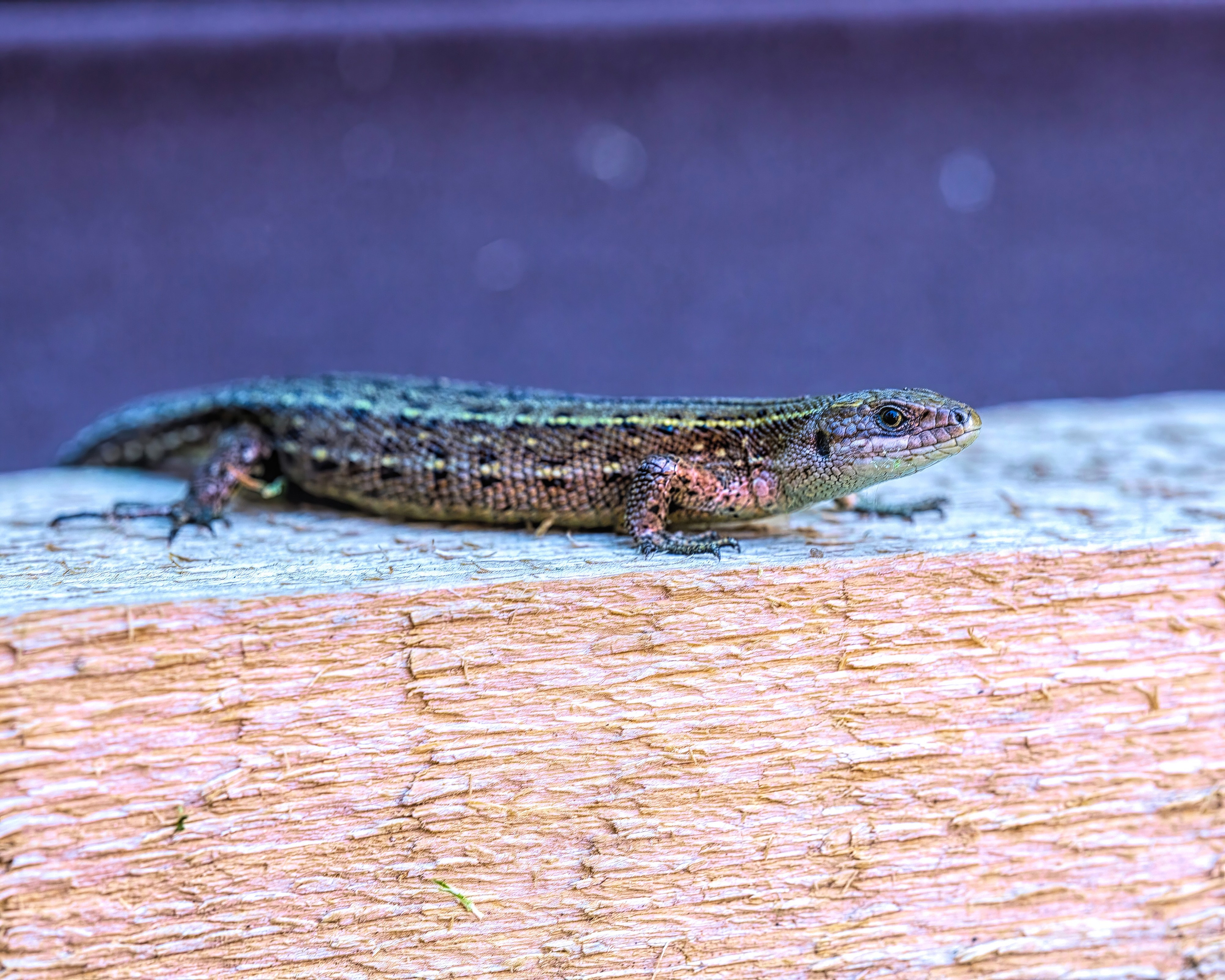 ПРИРОДА. Слепки времени. Фотографии природы и событий. Москва. Сергей Аллагулов