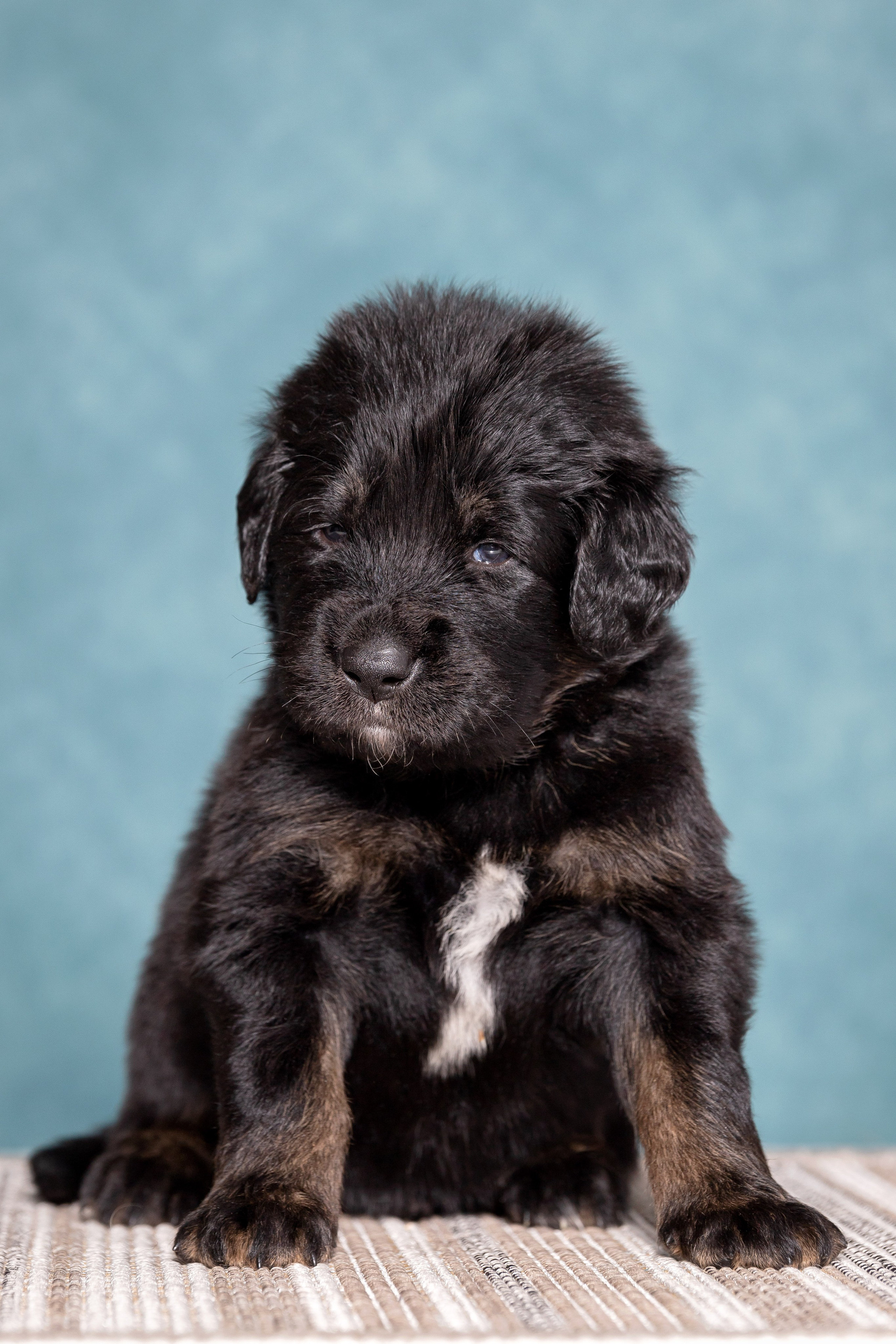 Тибетский мастиф. Юлия Микульская. Рыбинск