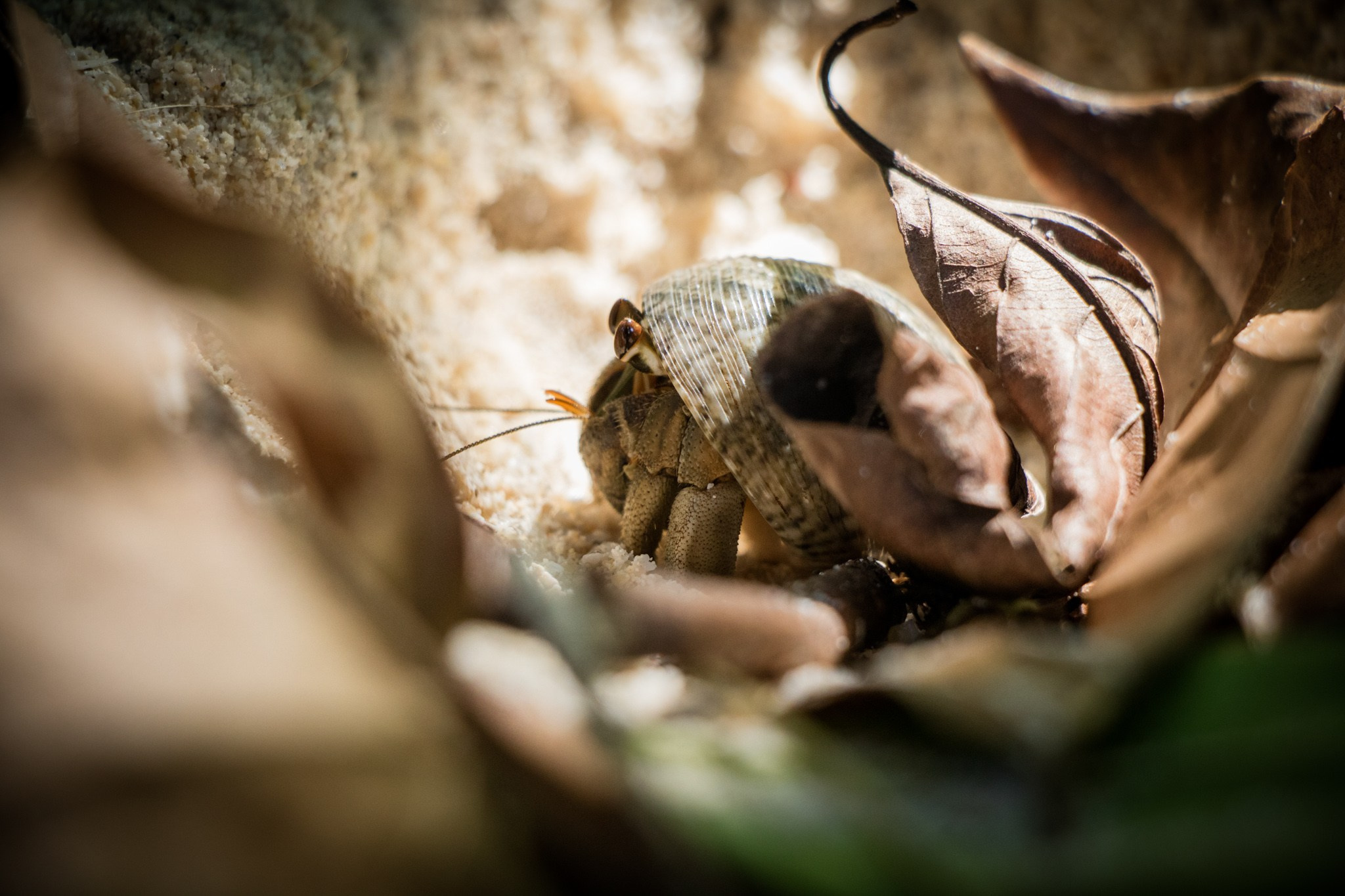 Макро. Фотограф Василий Буланов