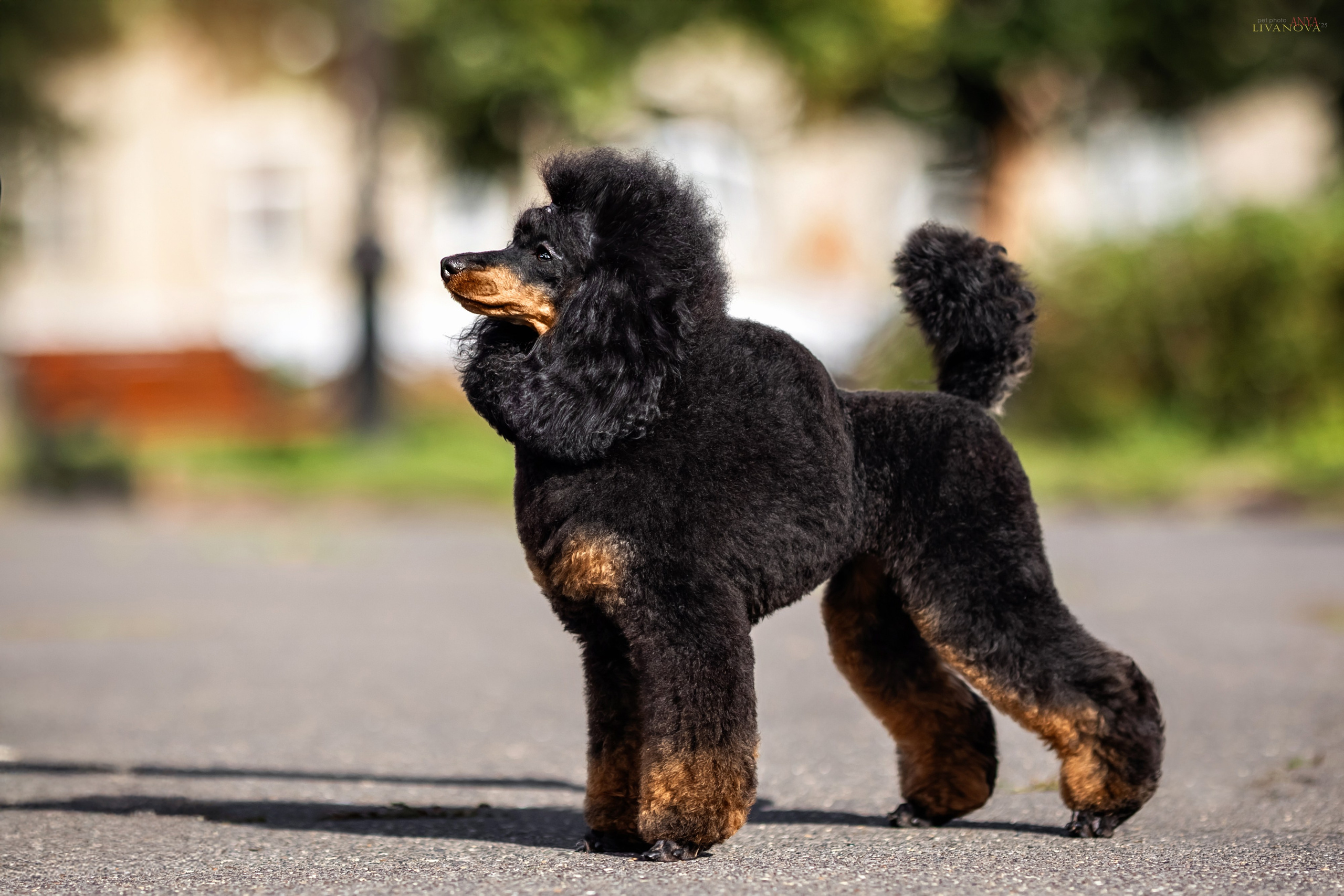 Пудель. Фотограф анималист Аня Ливанова | Рыбинск