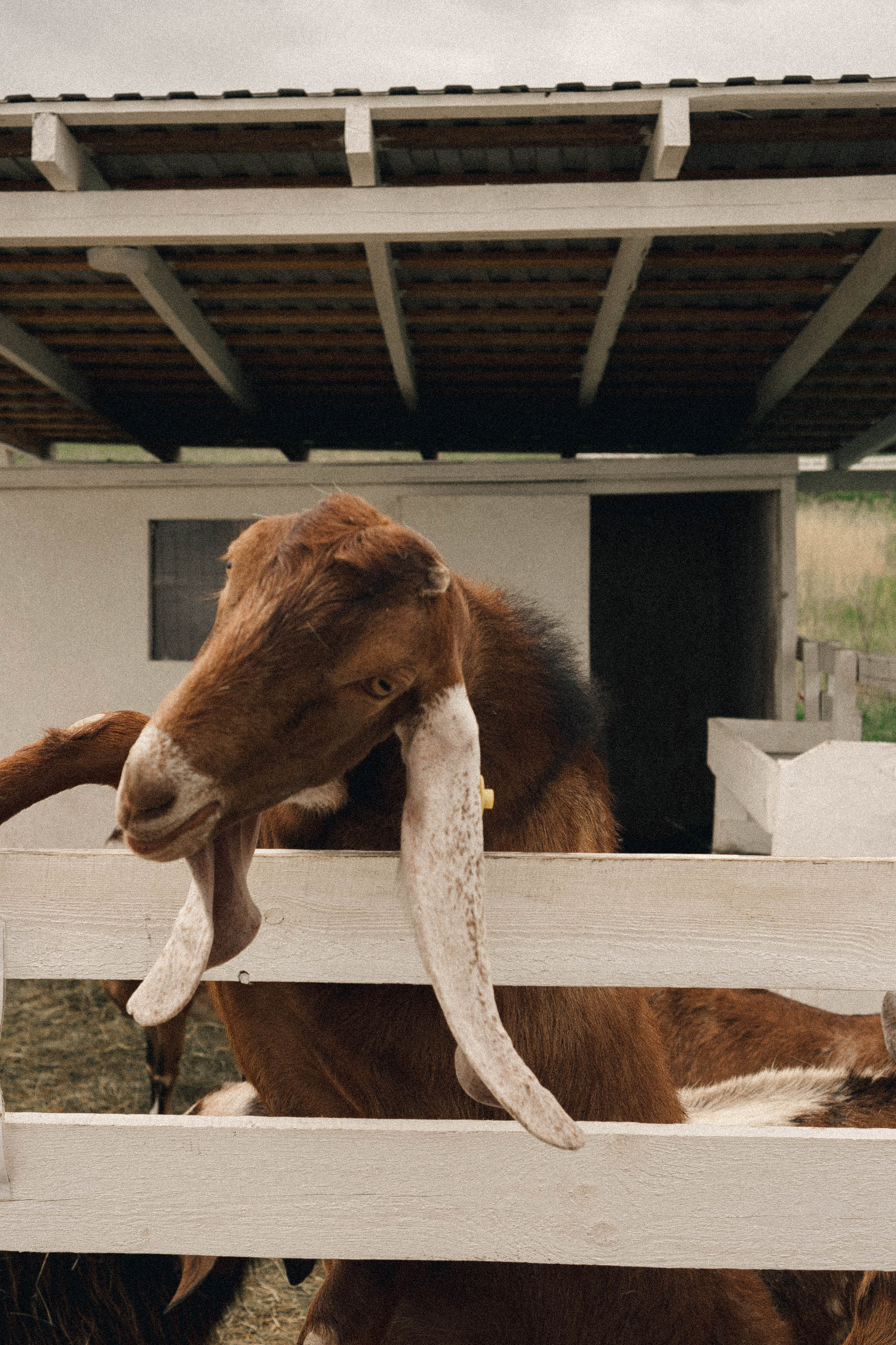 Ферма Альпак. Профессиональный фотограф, Санкт-Петербург — Виктория Богомолова