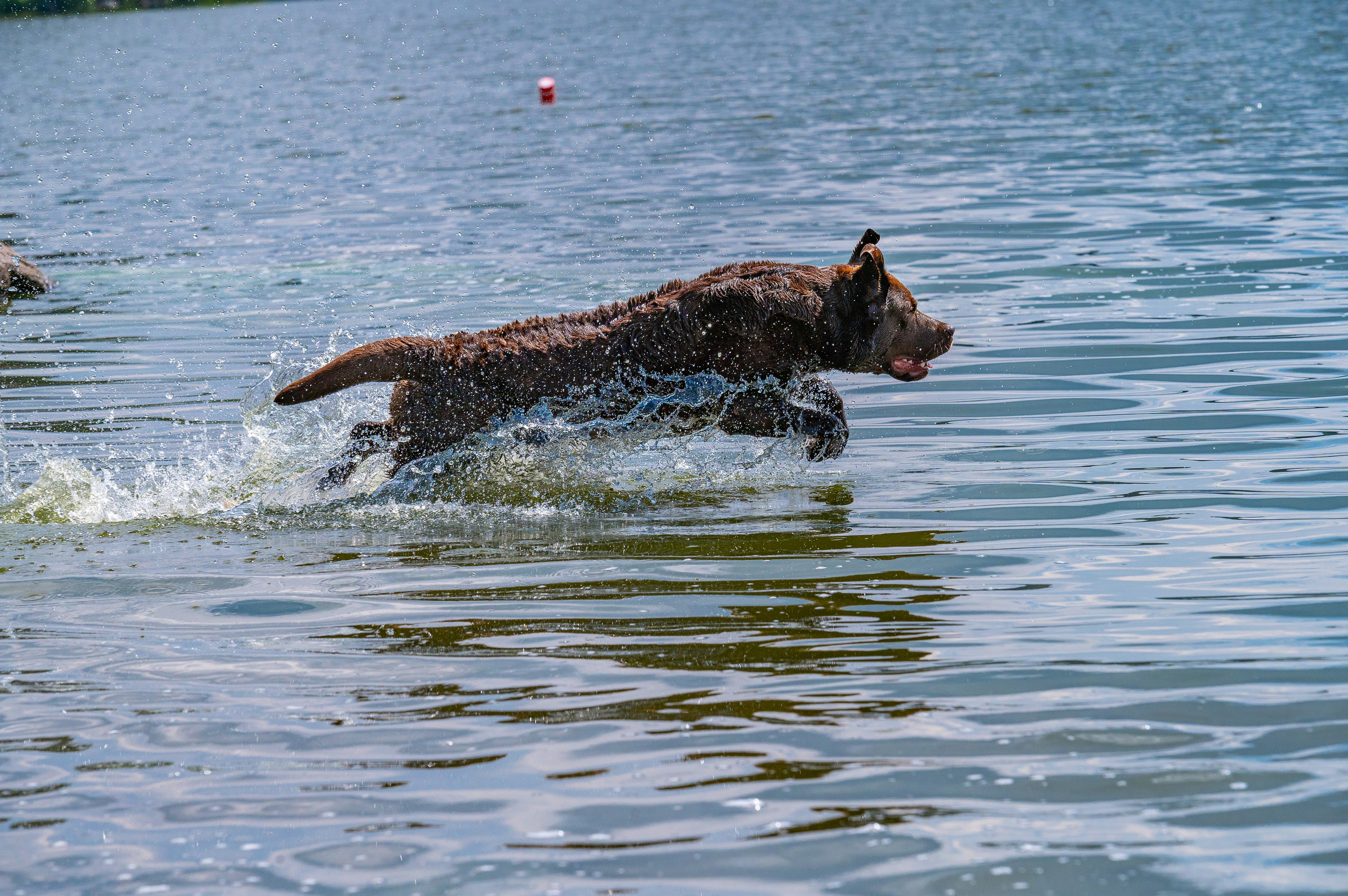 Главная. Фотограф анималист Елена Галдина г. Красноярск