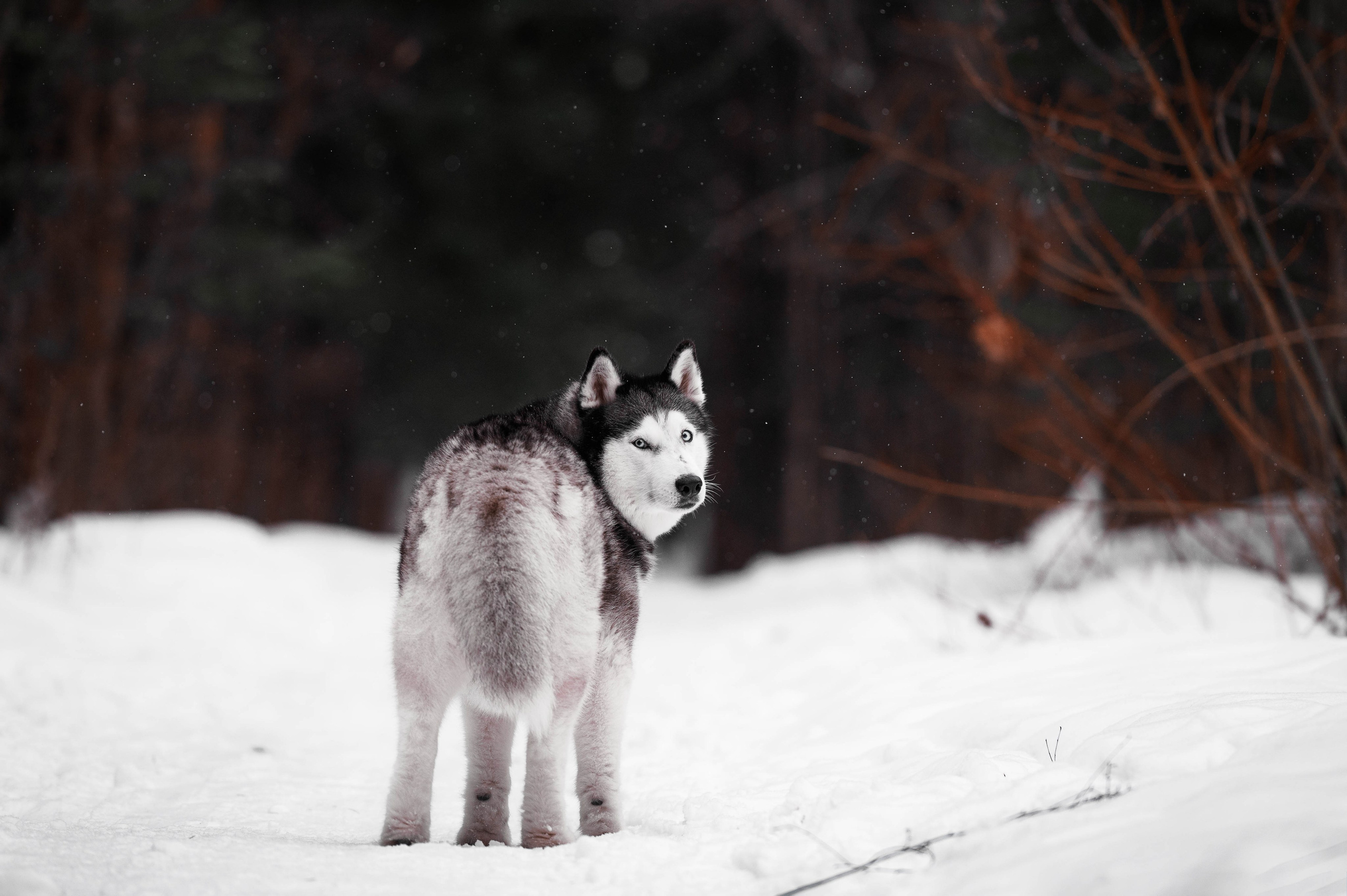 Шанель. Фотограф-анималист