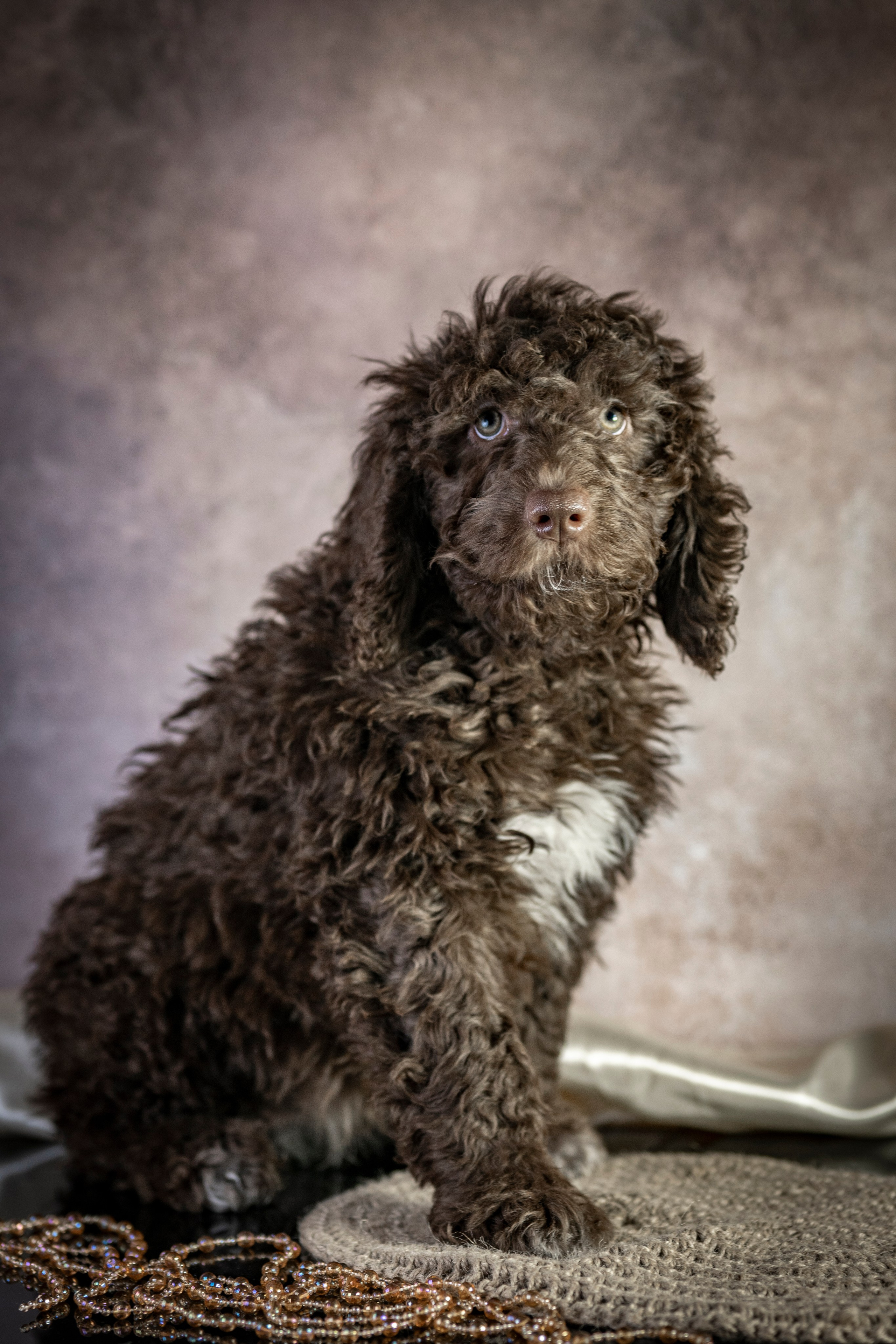 Испанская водяная. Фотограф анималист в Санкт-Петербурге Таша Крейв