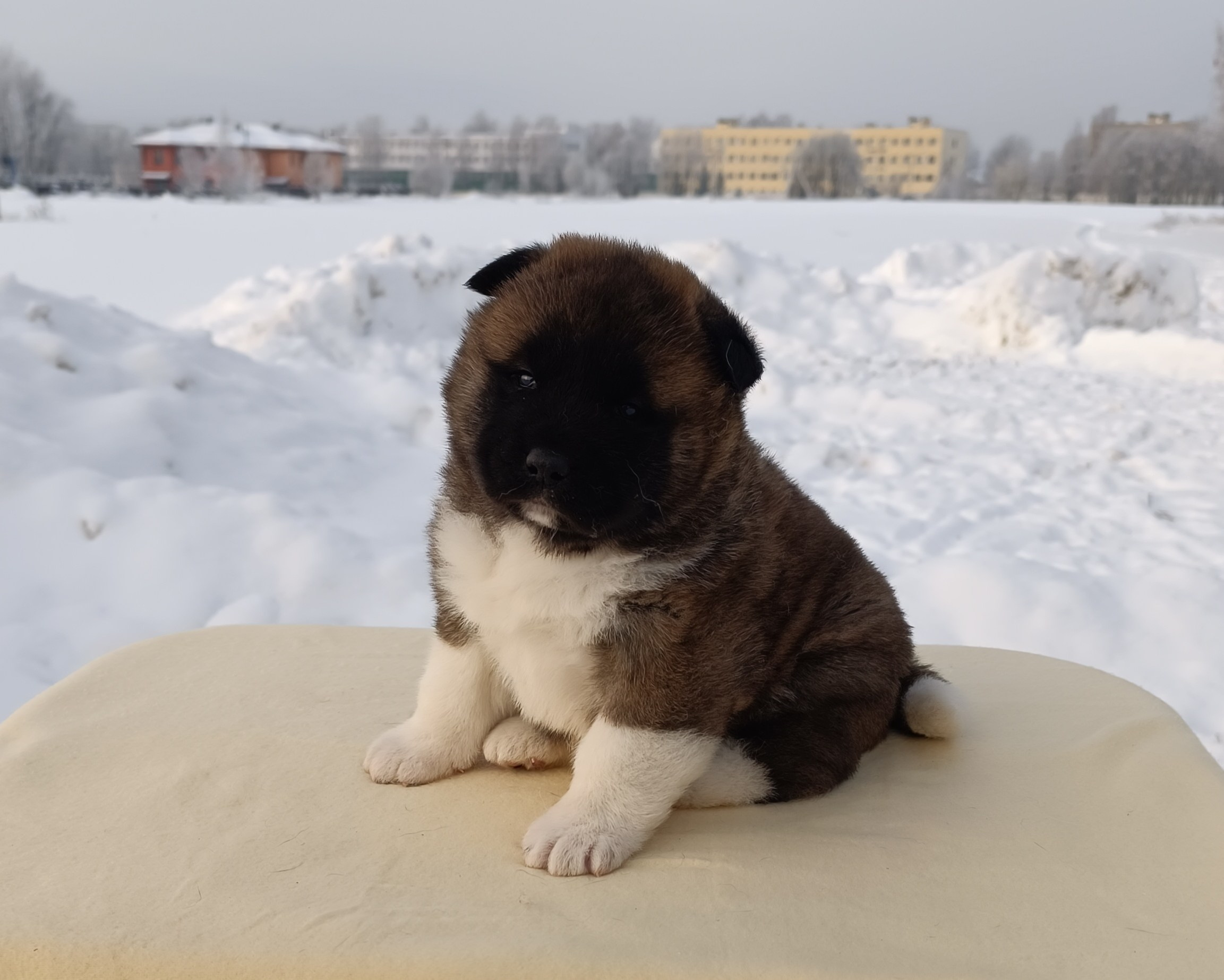 Rubylight Cirrus. Американская акита I Сиба ину I Питомник RUBYLIGHT