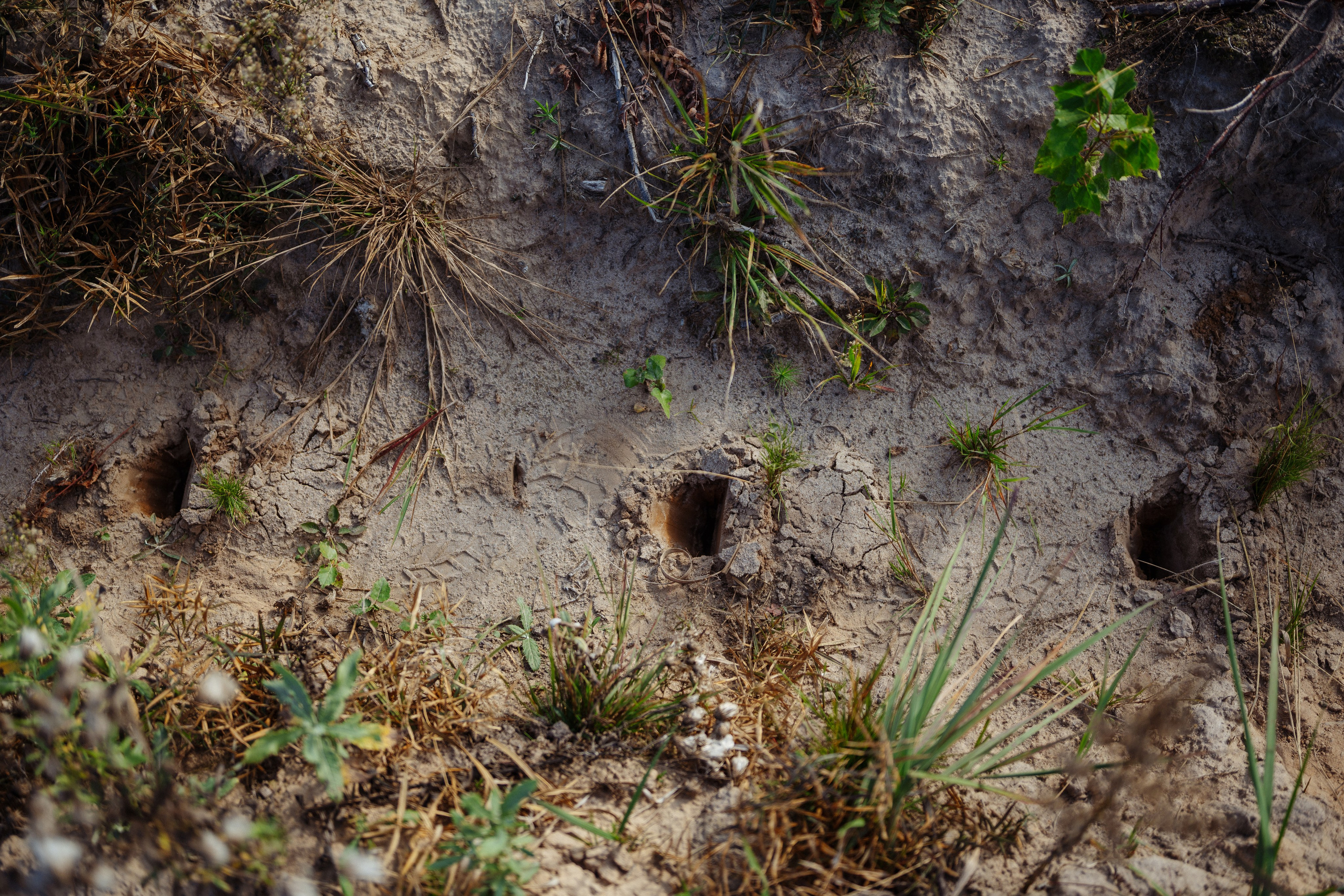 СБЕР · ЭКА · Посадка сеянцев. Владимир Вершинин, тот самый свадебный видеограф