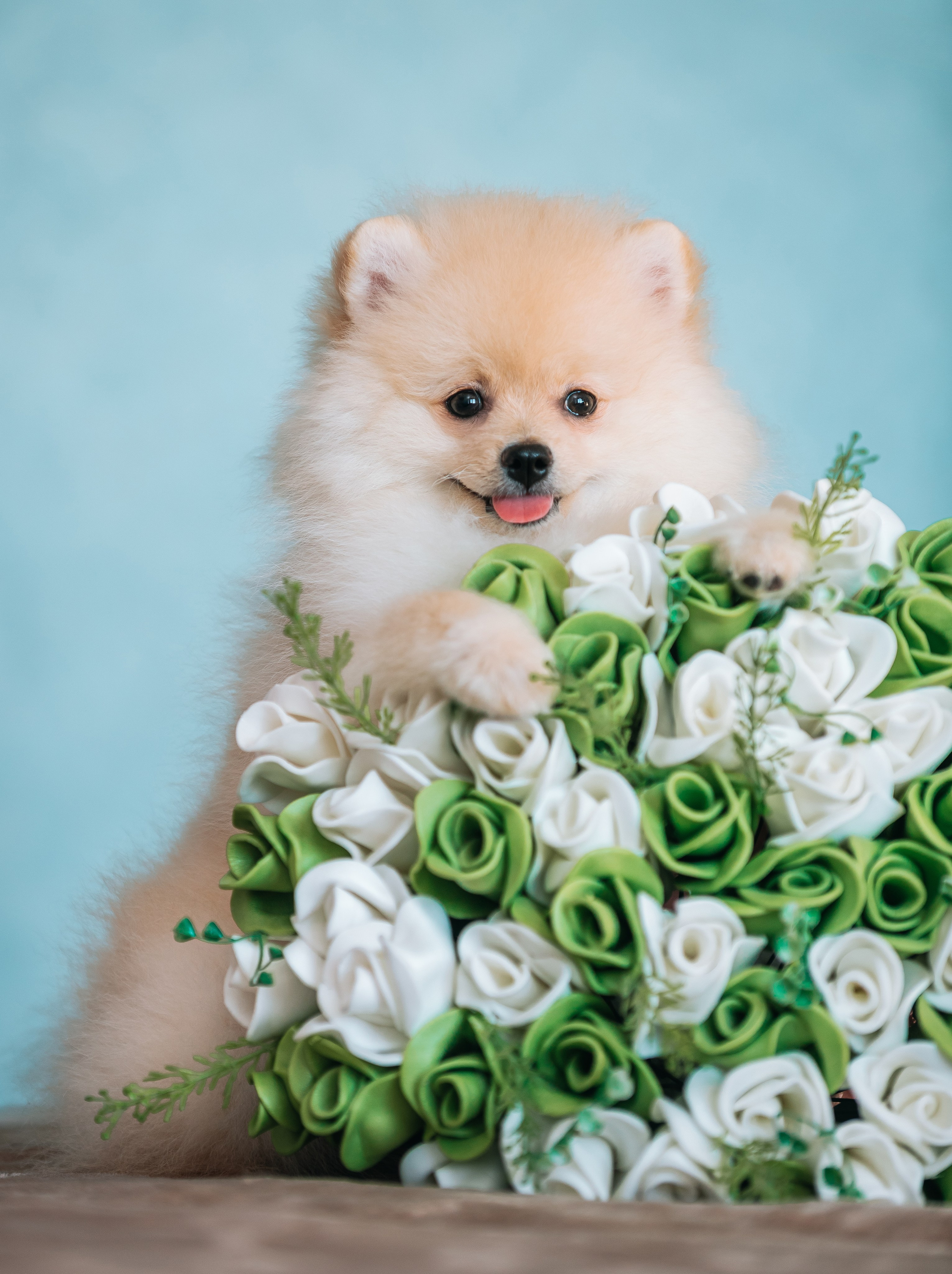 Шпицы дома. Главная