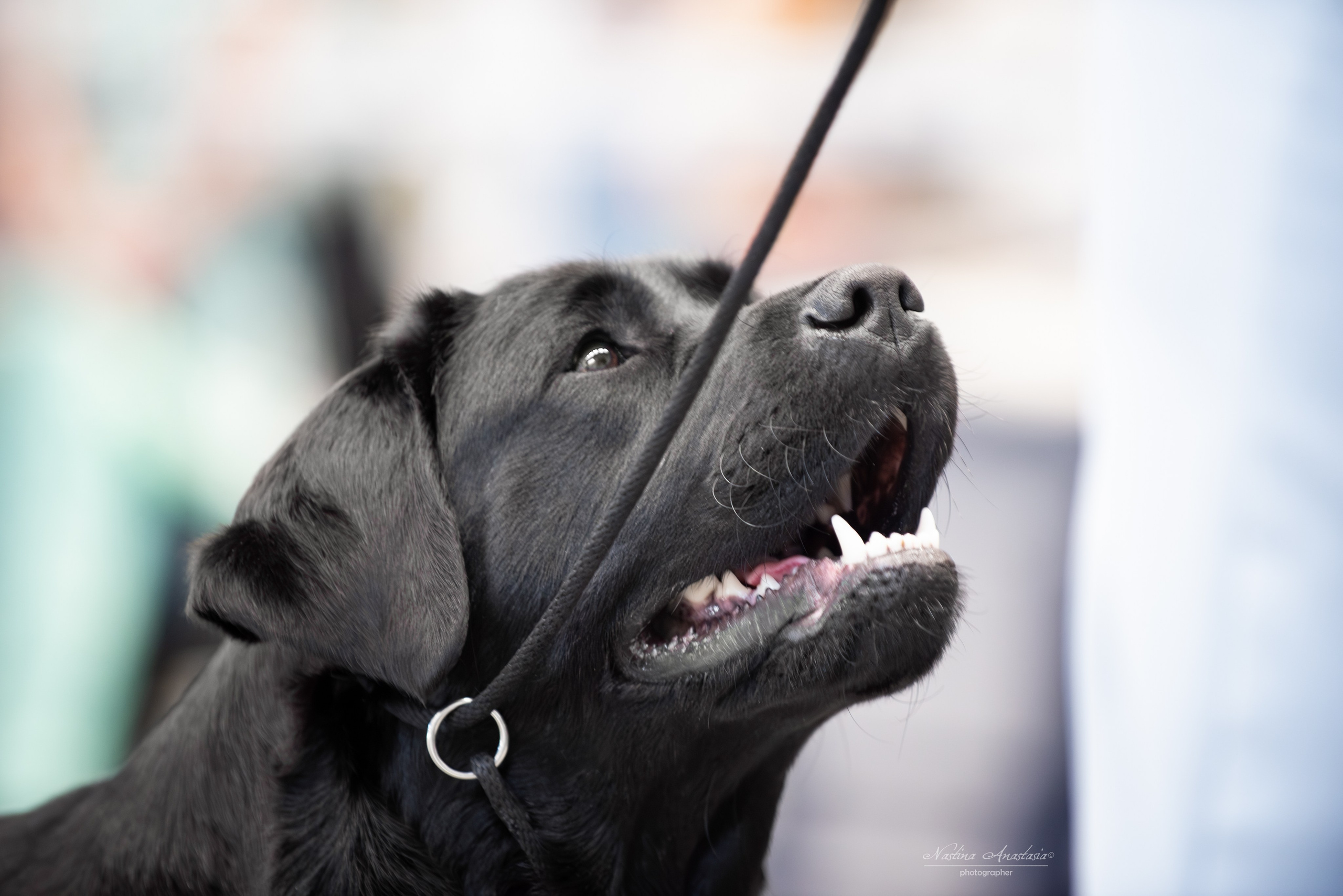 Выставки. Фотограф — Анималист