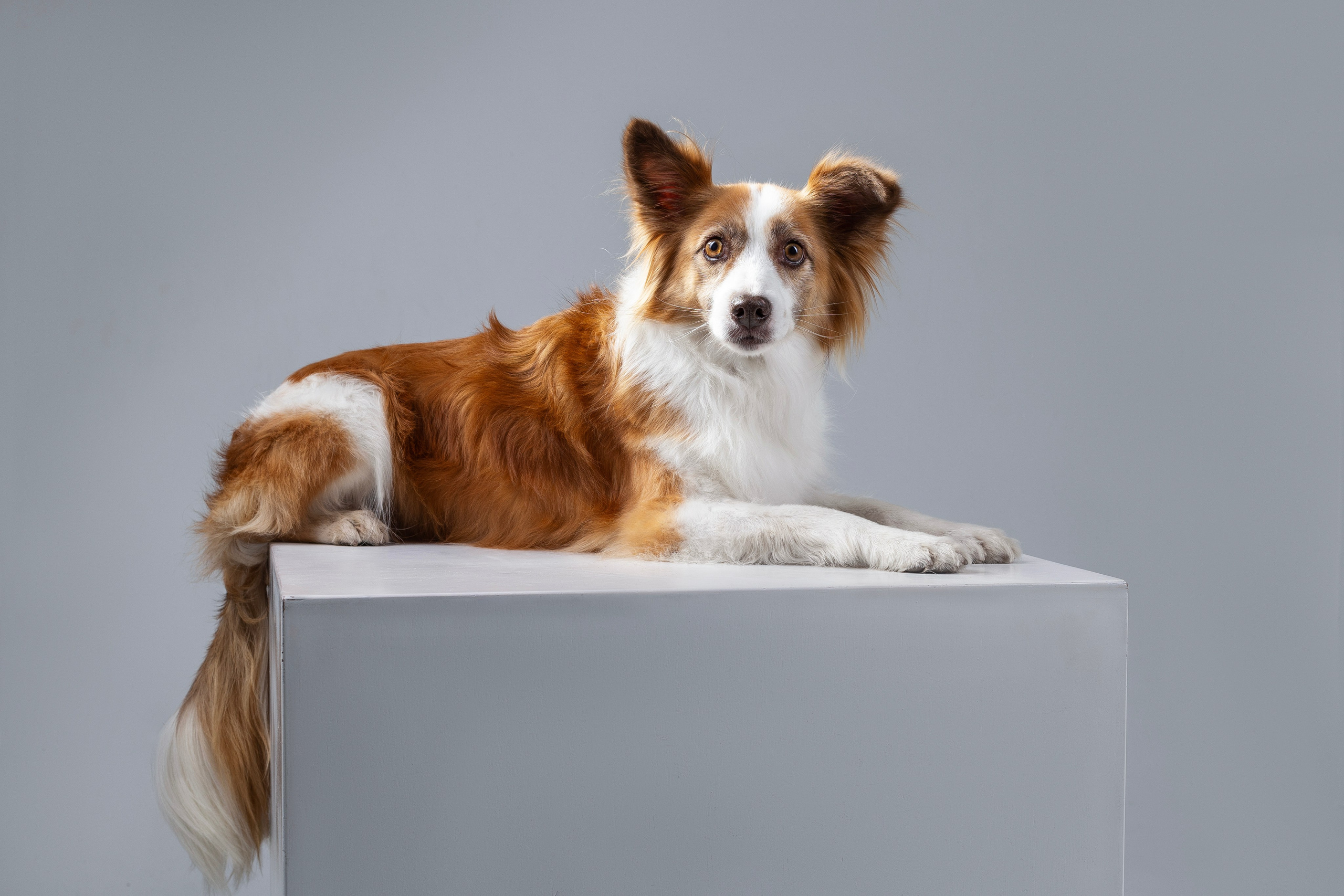 Беатрисс и бордер Вивьен в студии. Фотограф анималист в Москве Майорова Евгения