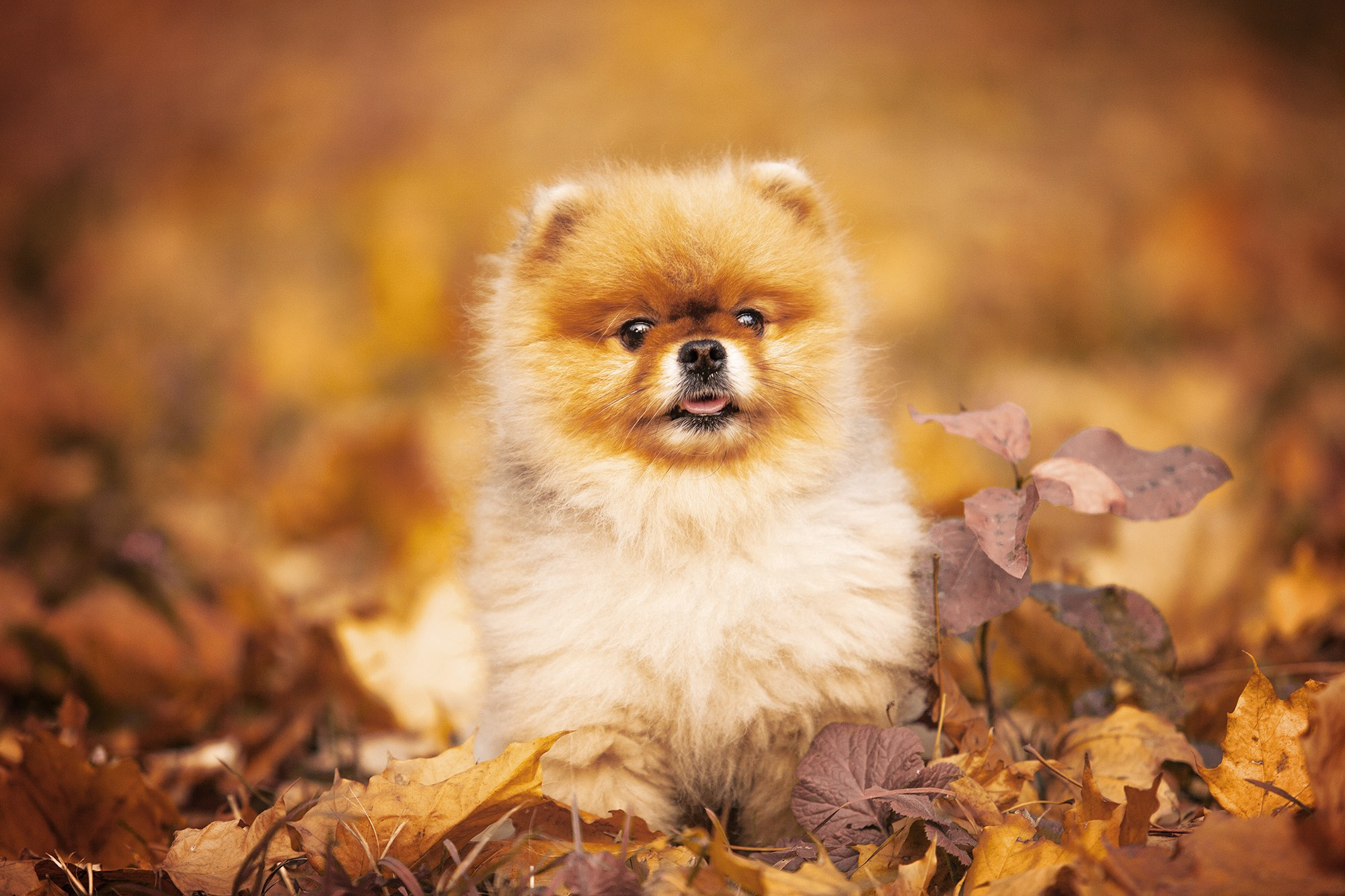 Собаки. Фотограф-анималист Юлия Удовенко