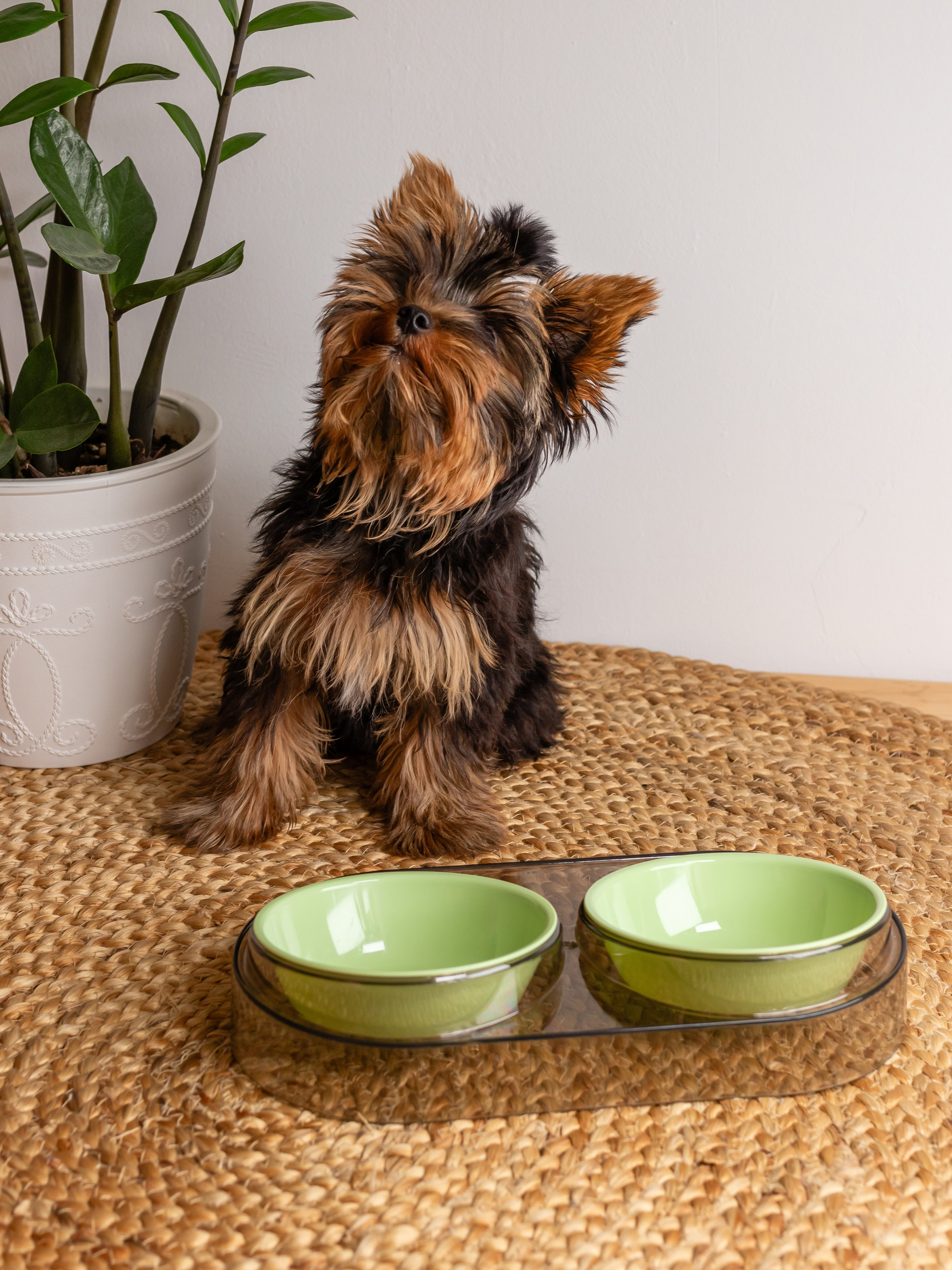 Миска для собаки. Фотограф в Краснодаре Арина Кудряшова