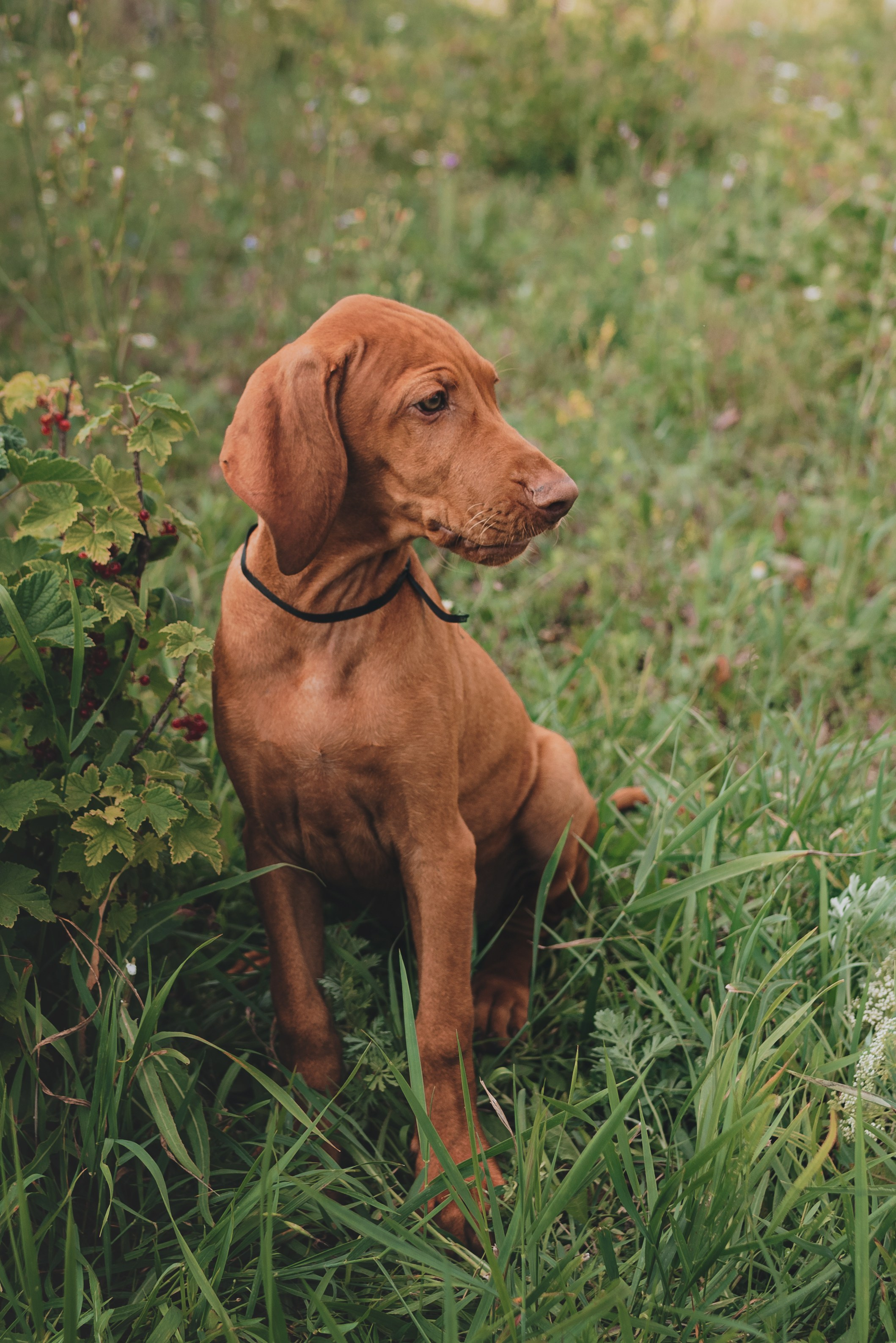 Hungarian Vizsla. Natalia Finch Photography — Family, Kids & Pet Photographer in Chicago, IL