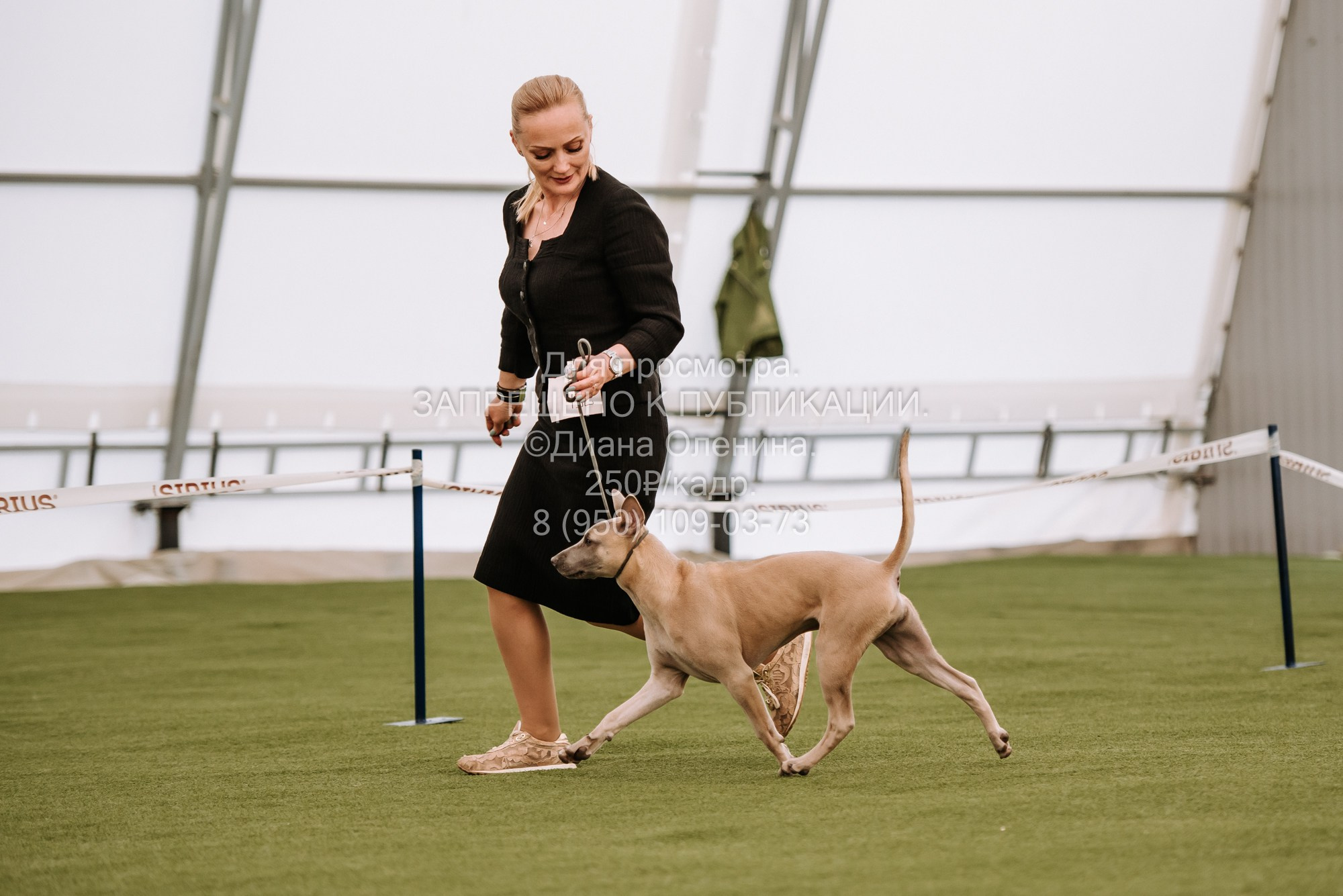Выставка собак Красноярск 2.06. Фотограф Диана Оленина Красноярск / Братск