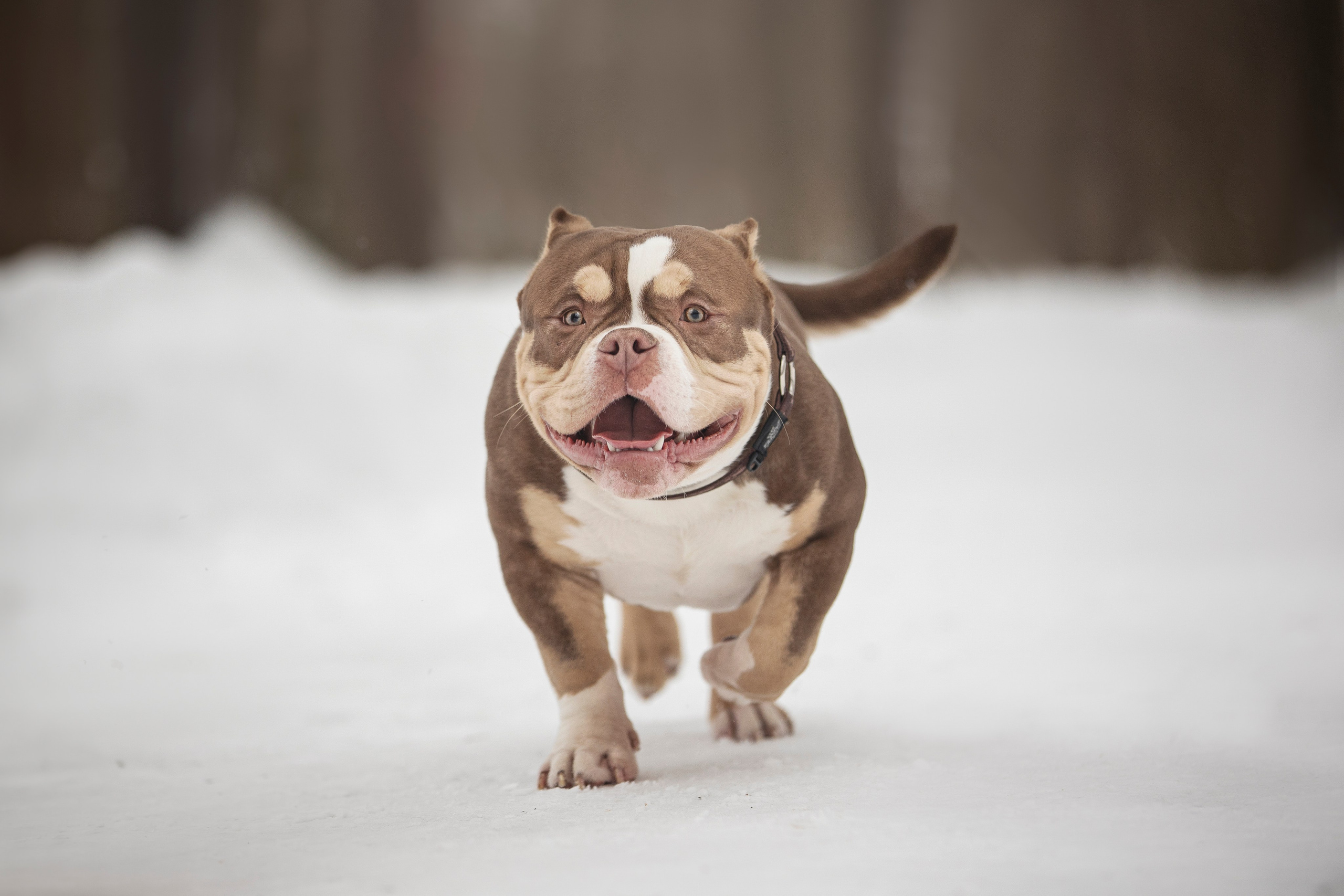 Американские булли. Фотограф анималист в Москве Майорова Евгения