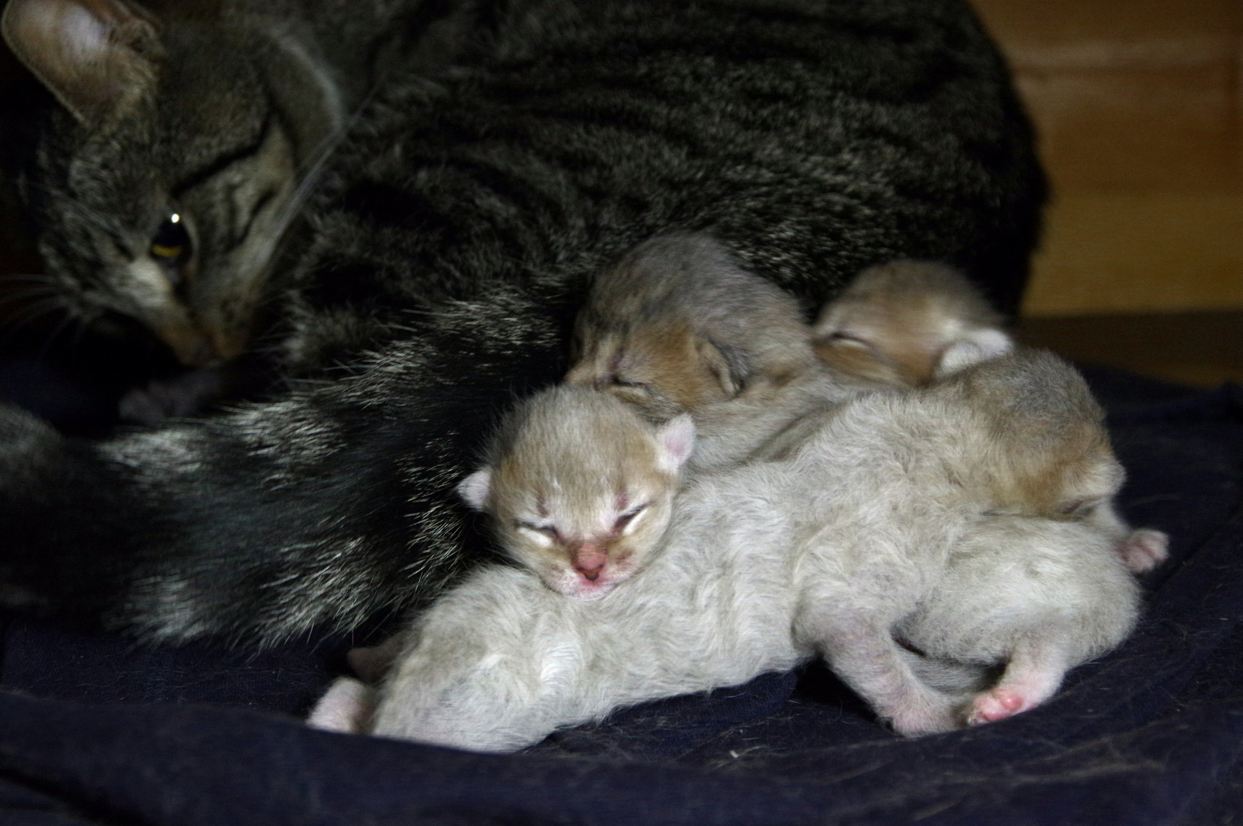 Котятам 6 дней. Вадим Шейдин