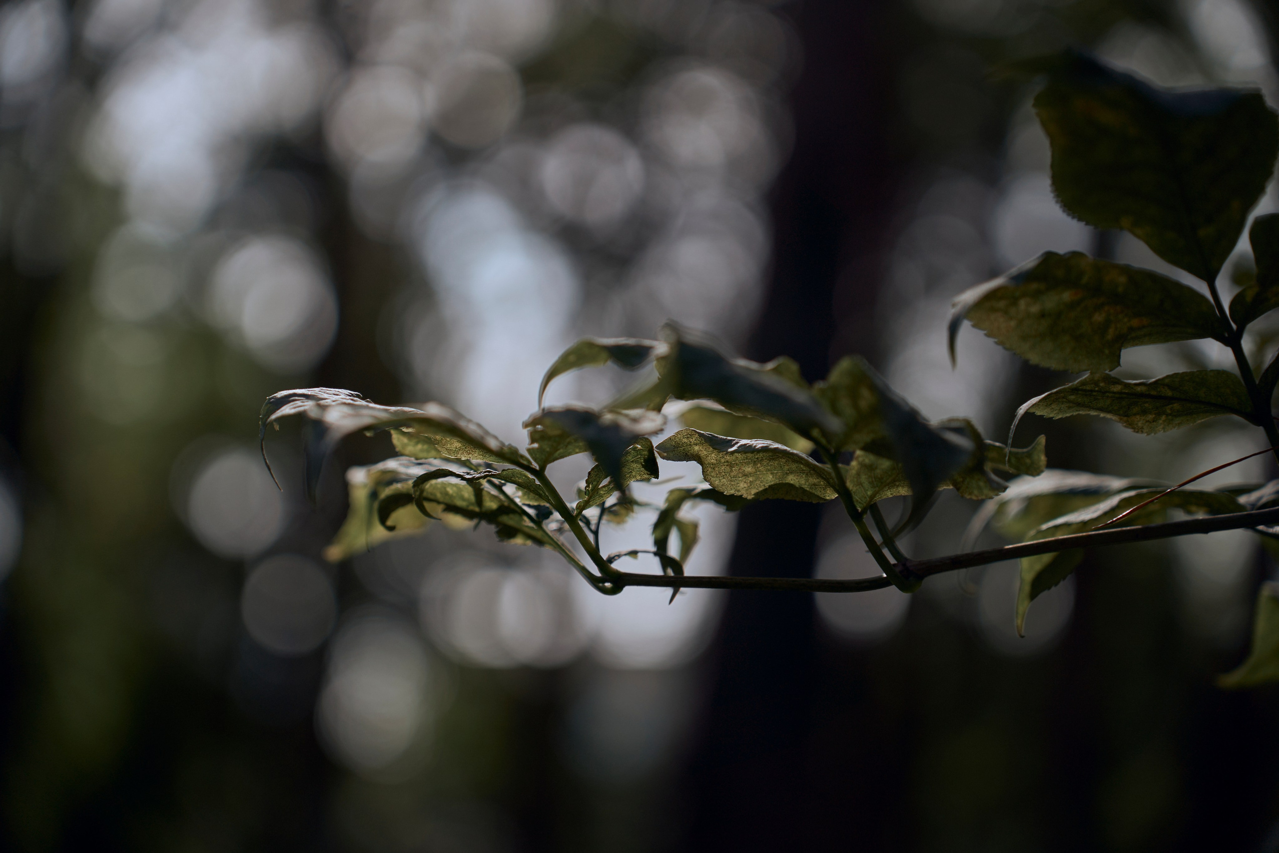 Анастасия. Ваш фотограф Анастасия Болотникова