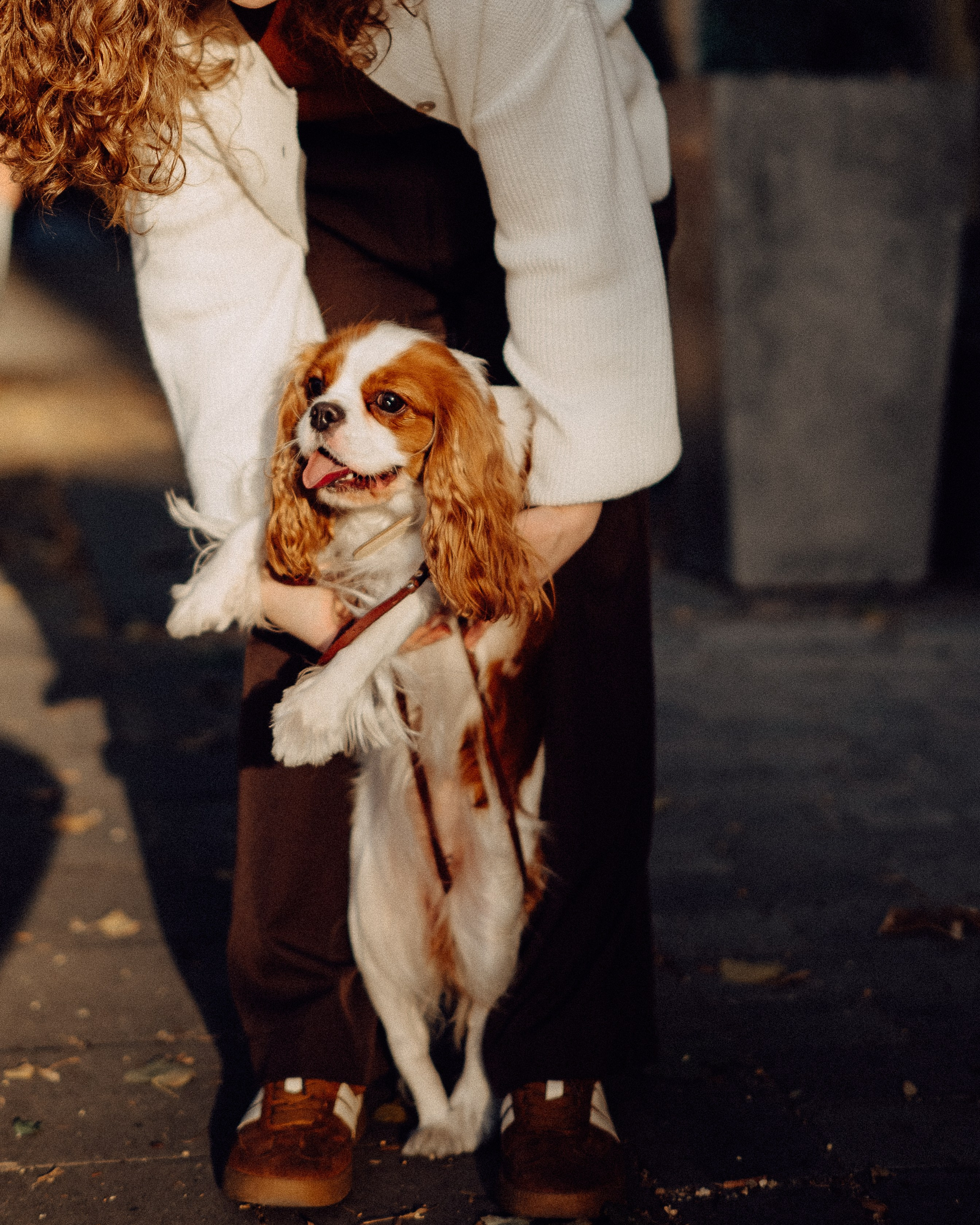Осенняя фотосессия с собачкой