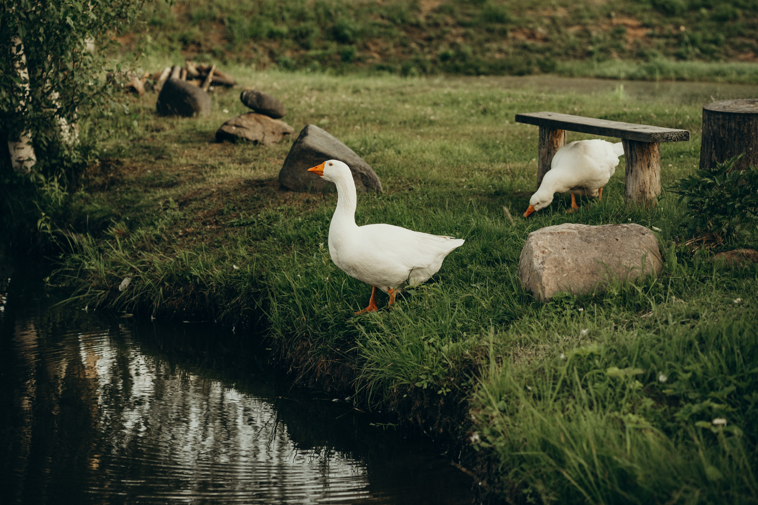 Таня и Гоша 🦢. Сайт фотографа Светланы Еремченко
