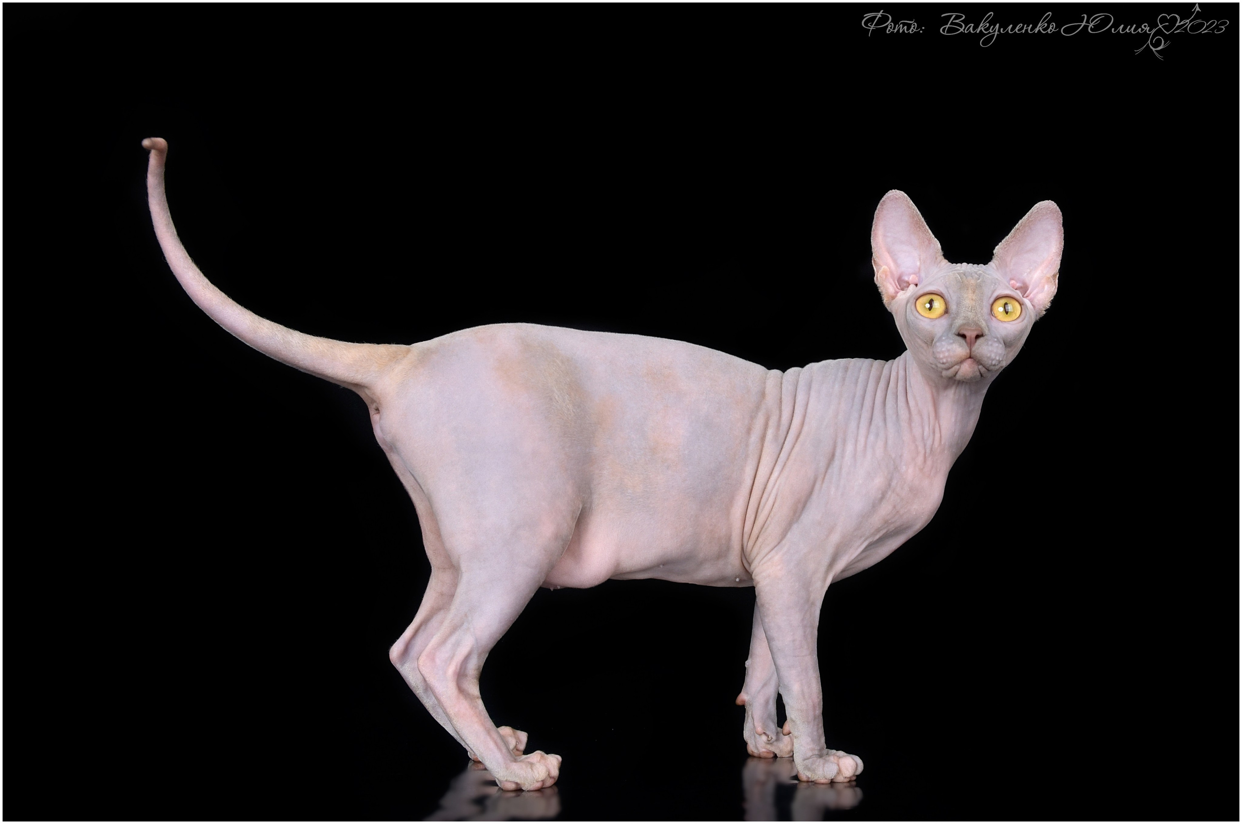 Взрослые. Фотограф анималист | семейный Юлия Вакуленко, г. Краснодар