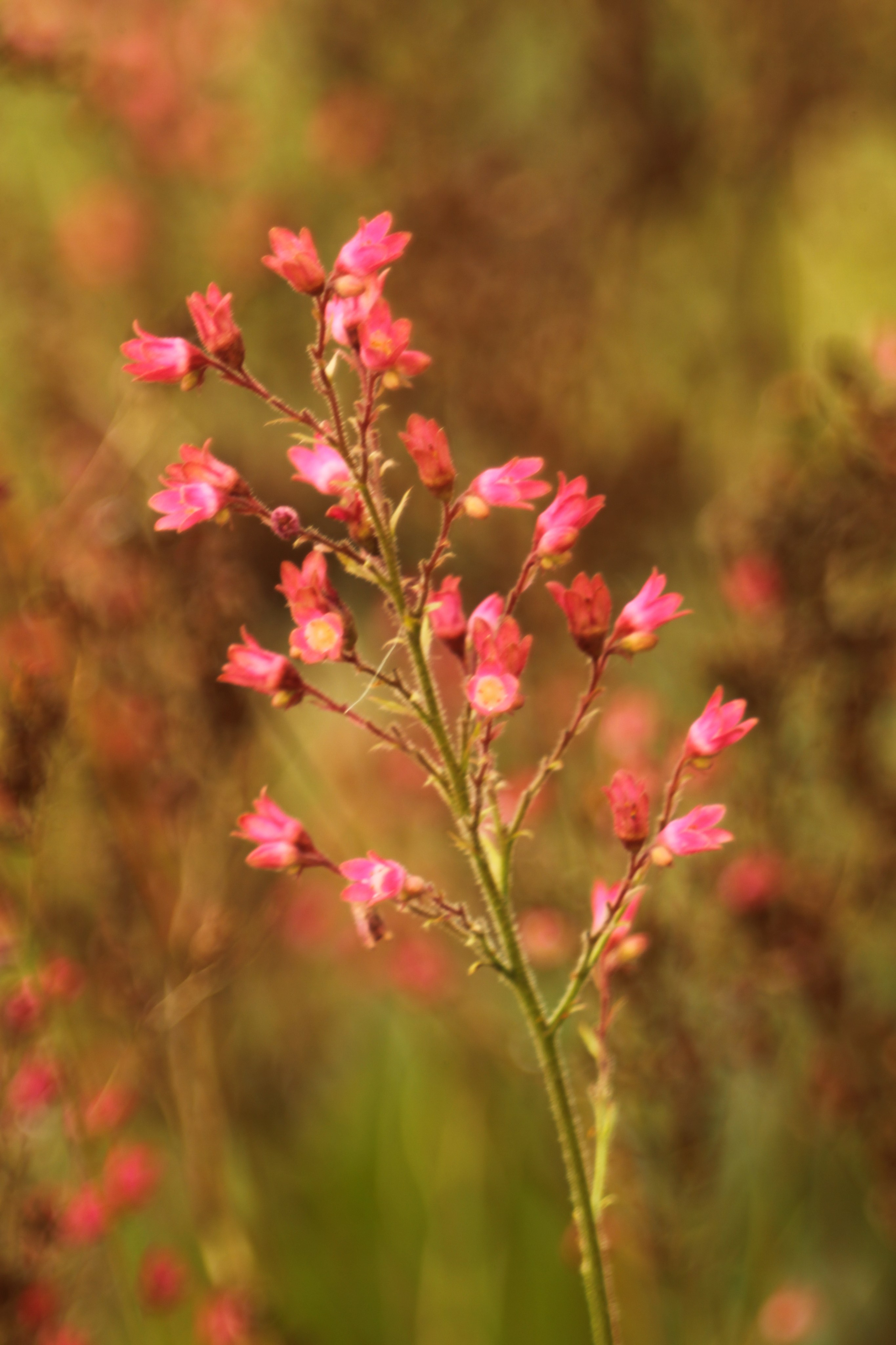 Цветочный импрессионизм. Сайт фотографа Виталия Дени