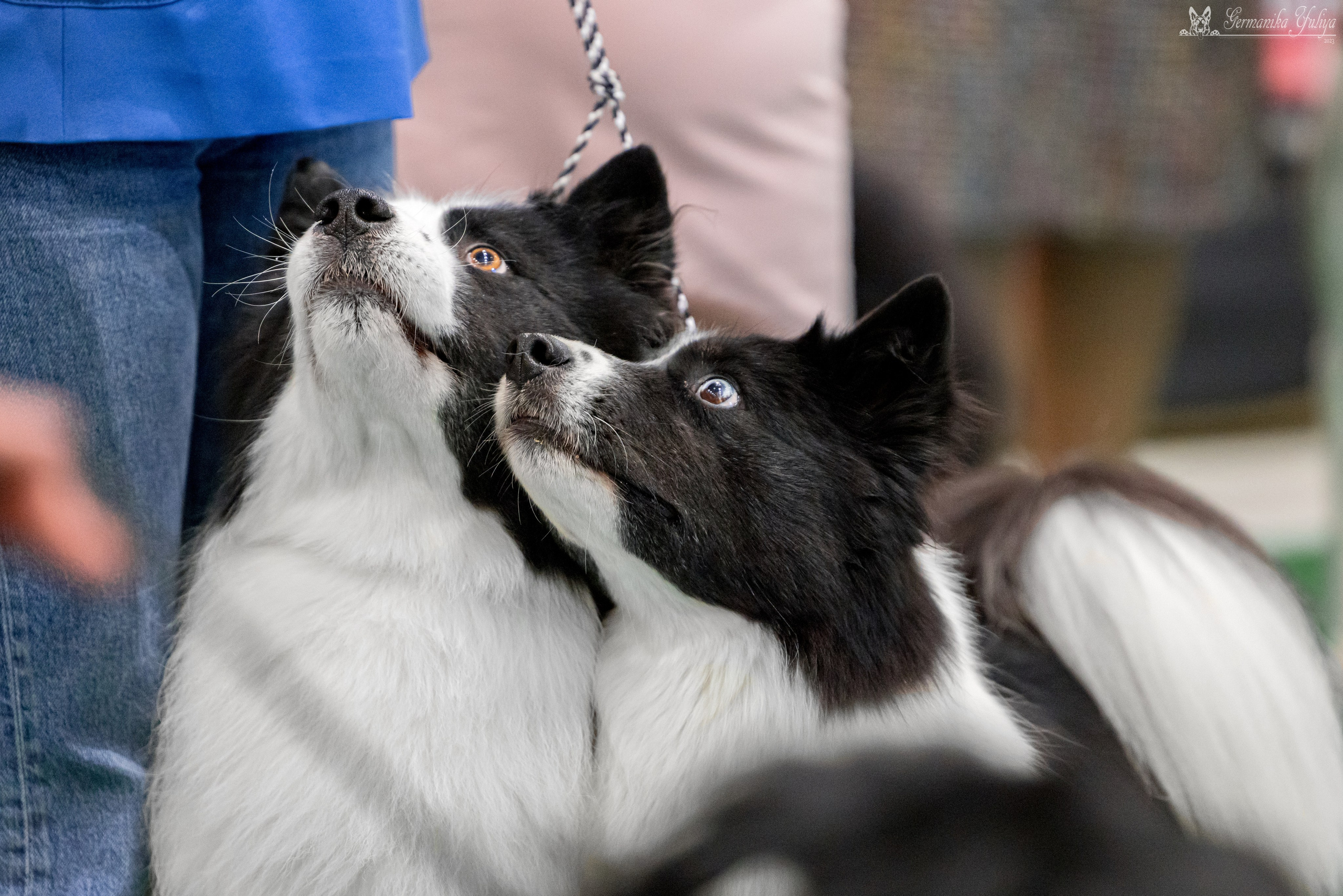 Минск 25-26.11.2023. Фотограф-анималист Юлия Германика