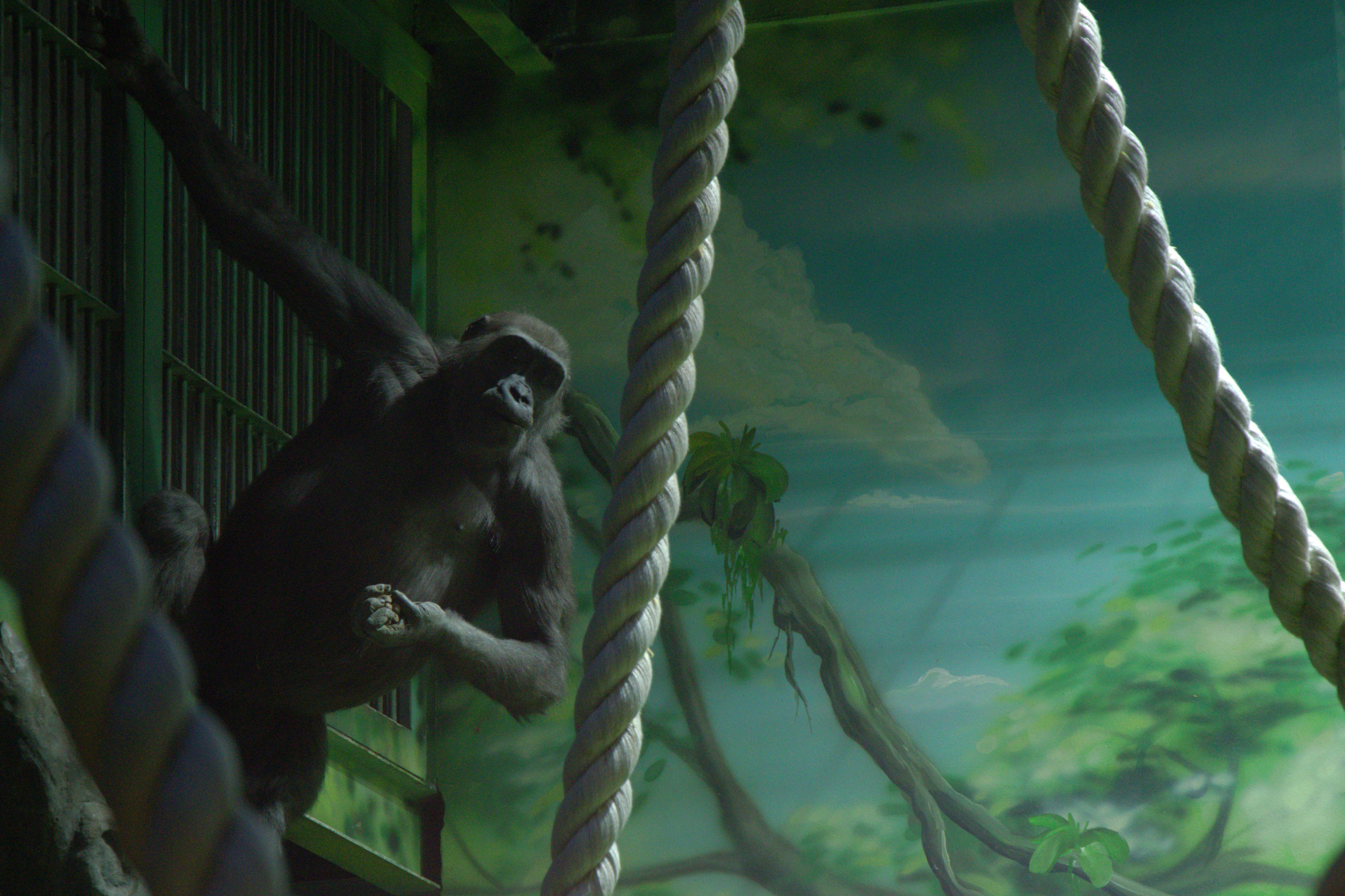 ЗООПАРК. ФОТОГРАФ В МОСКВЕ СТАНИСЛАВ КОБЗЕВ