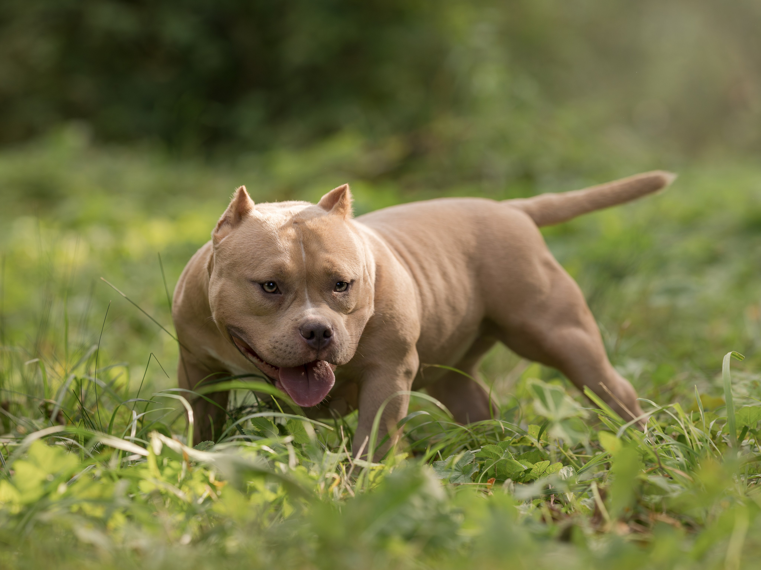 Американские булли осенью. Фотограф-анималист в Москве, МО и Владимире