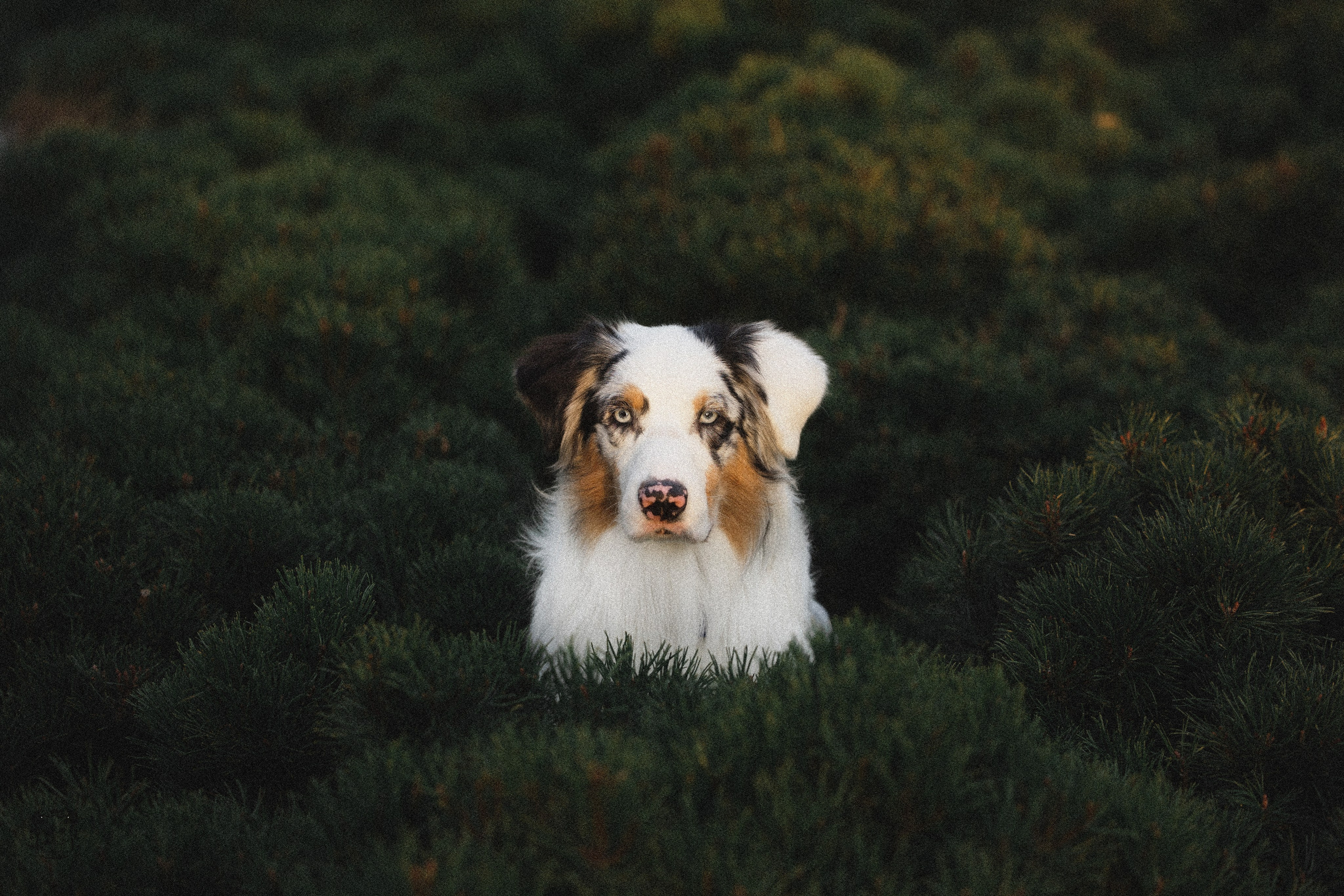 Портфолио. Фотограф-анималист в Екатеринбурге Марина Шишкина
