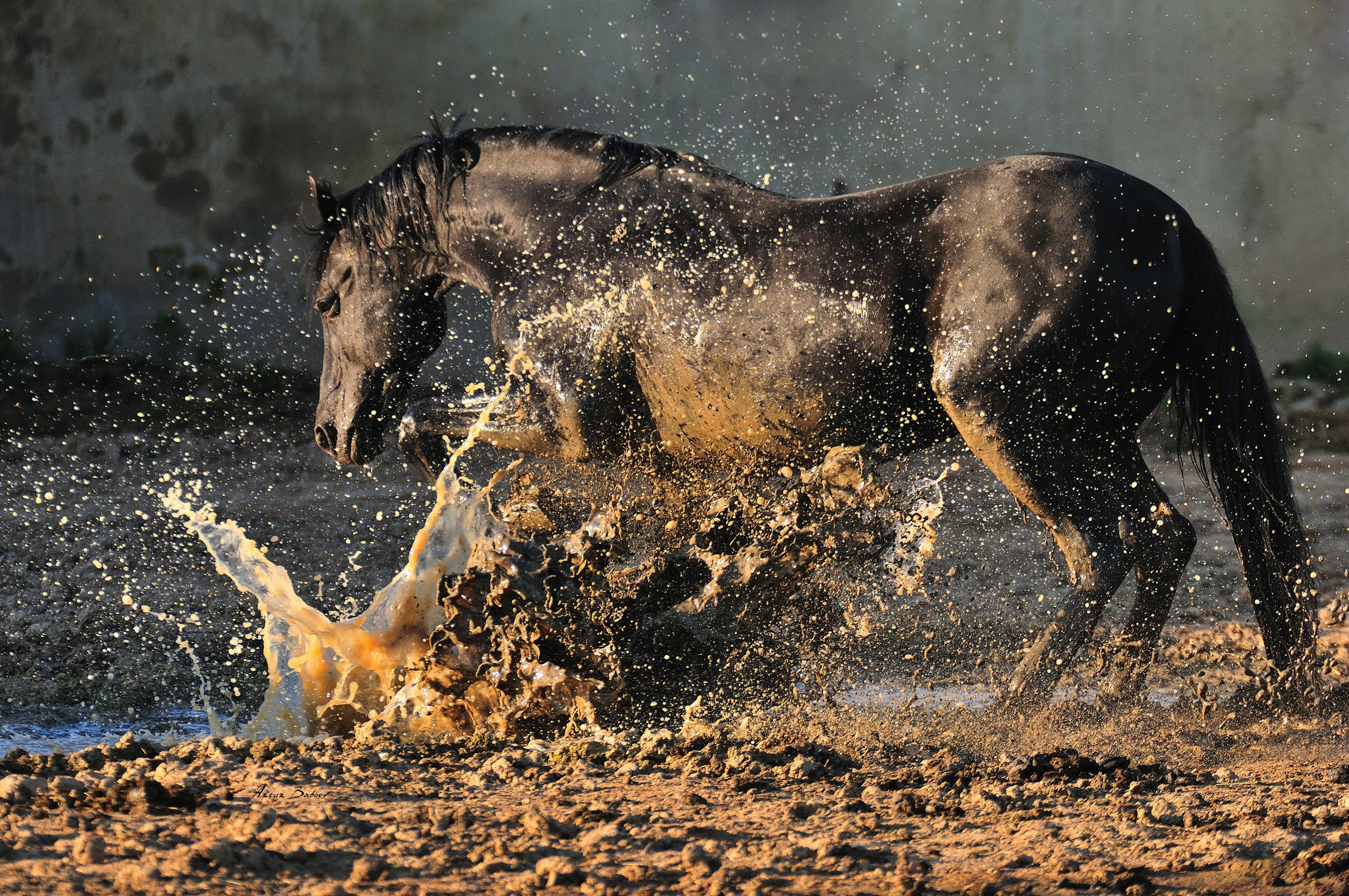 Gallery. Art photos of horses — ARTUR BABOEV | Photographer