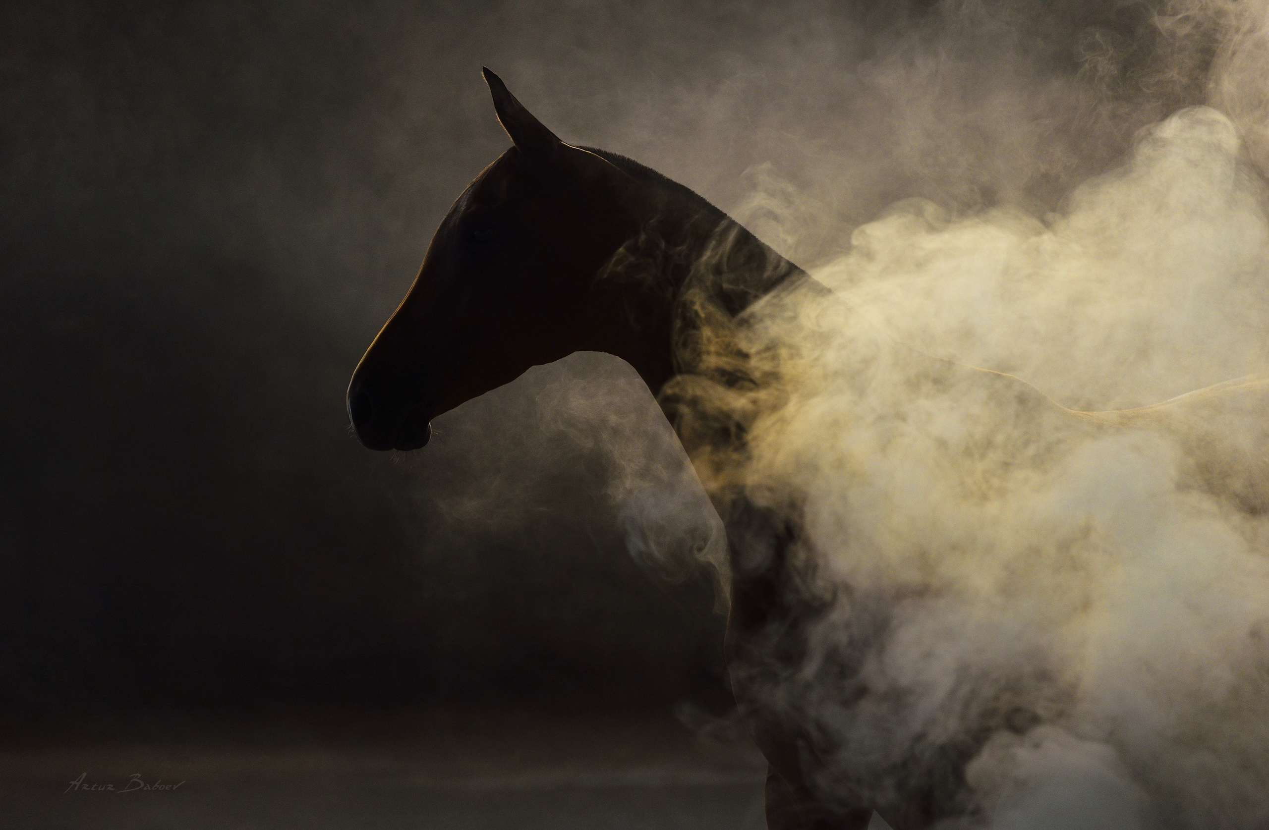 Gallery. Art photos of horses — ARTUR BABOEV | Photographer