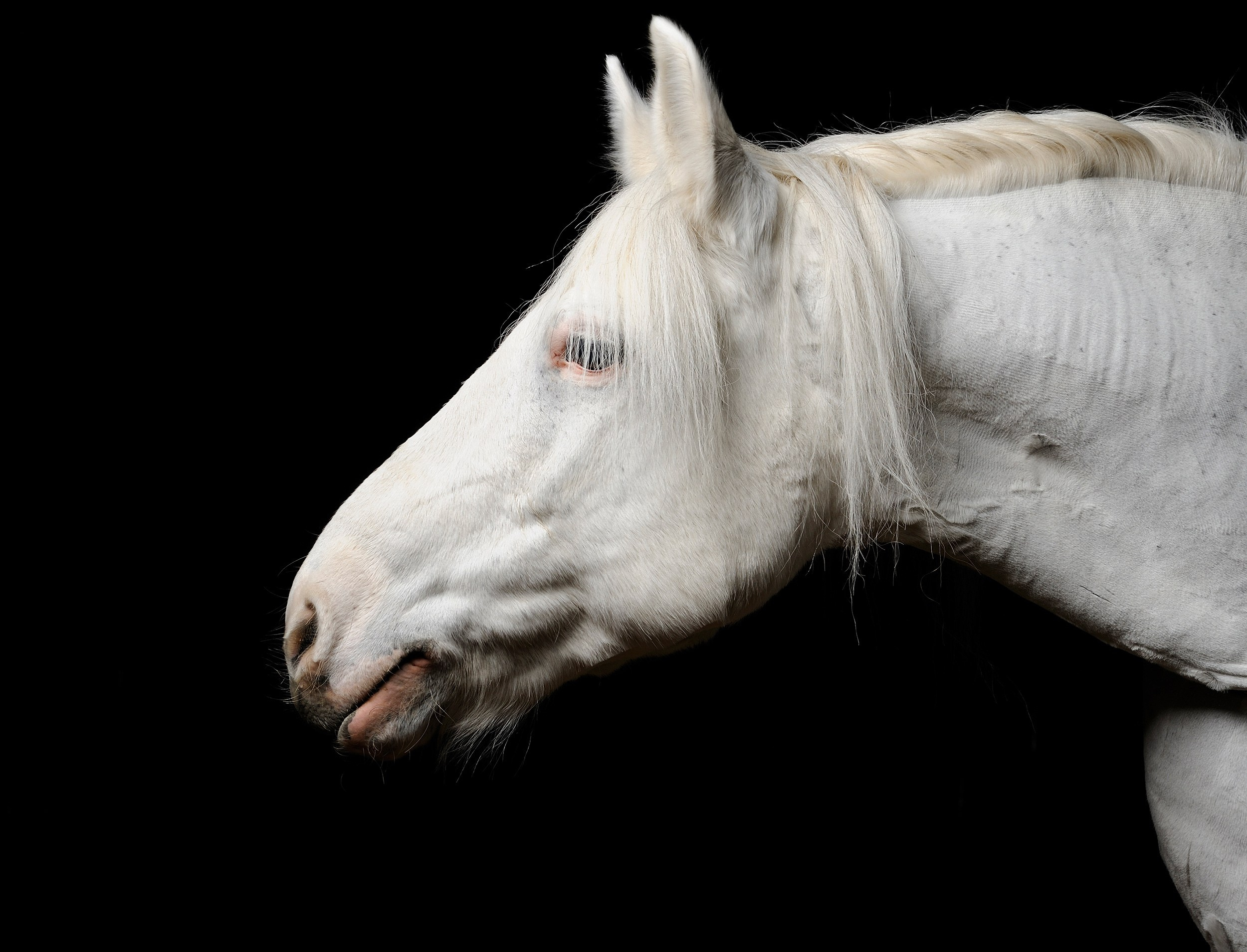 Лошади в студии. Лана Петрова, фотограф