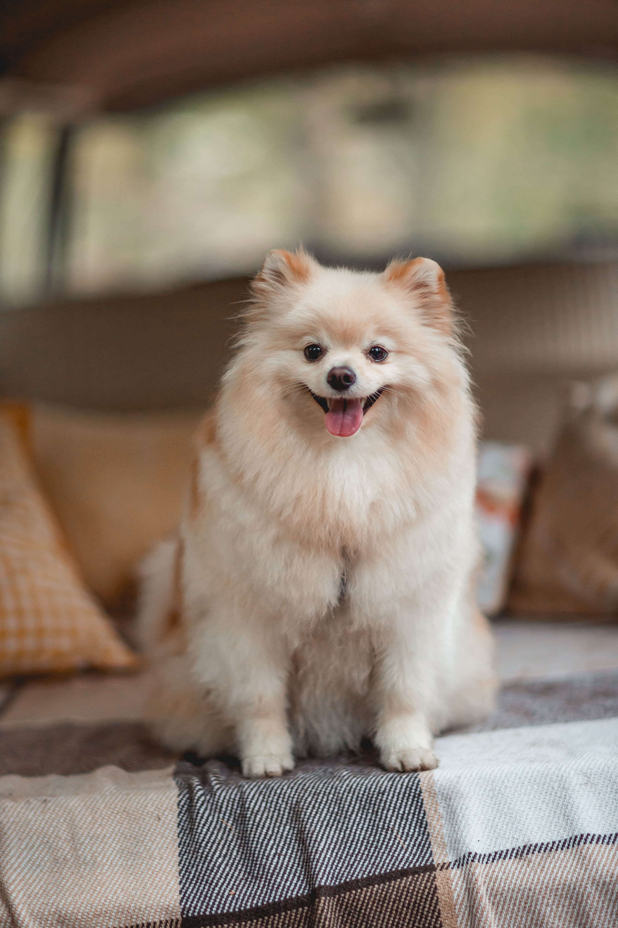 Ксения и Юки. Семейный фотограф анималист Мария Крючкова