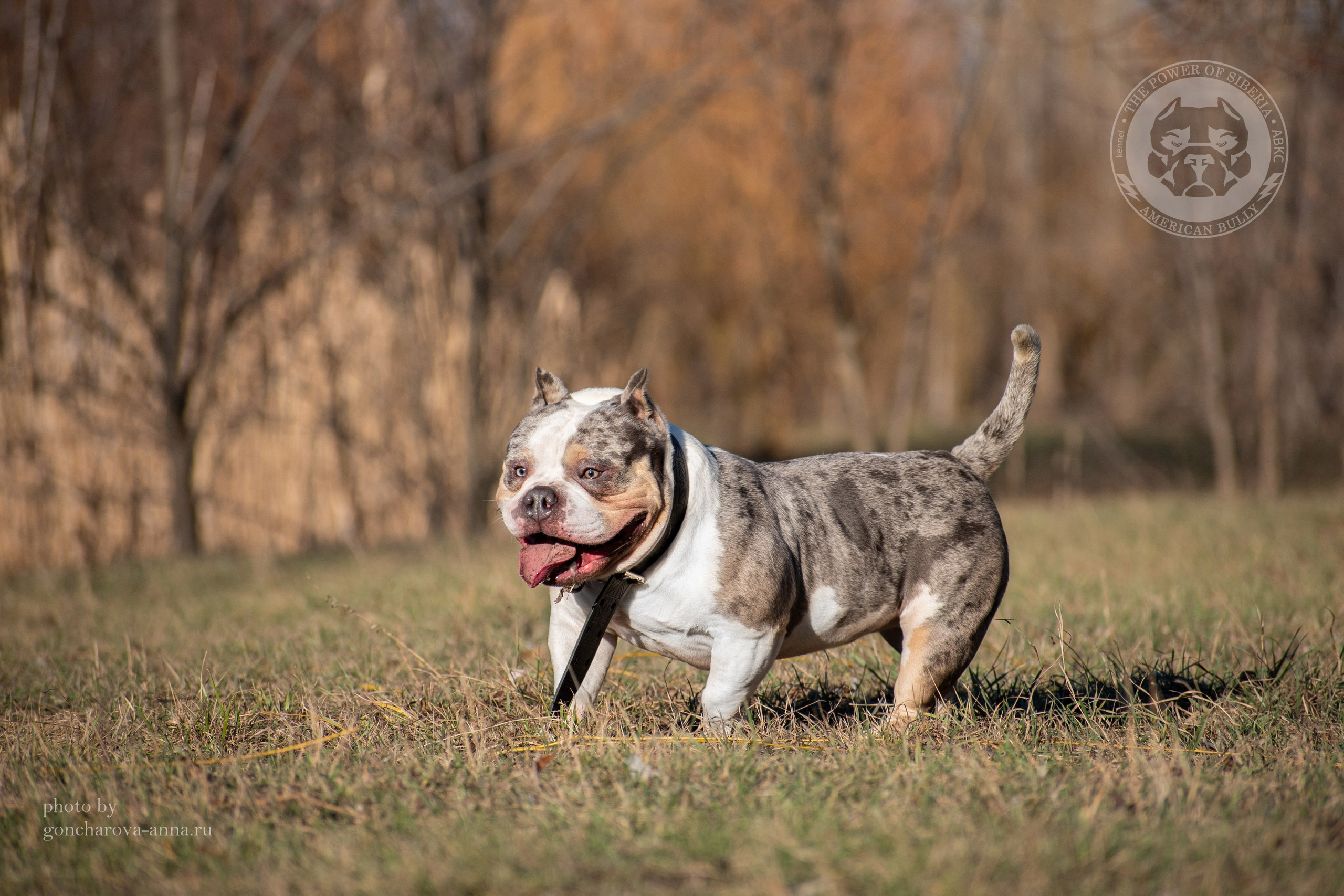 купить щенка в официальном питомнике American Bully в Минске