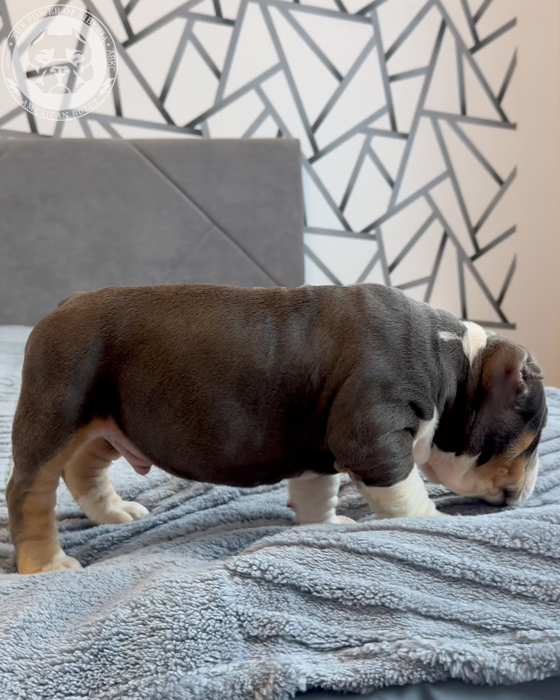 20.01.26-Рокси-Арчи. Американский Булли в г. Ростов-на-Дону. Питомник THE POWER OF SIBERIA