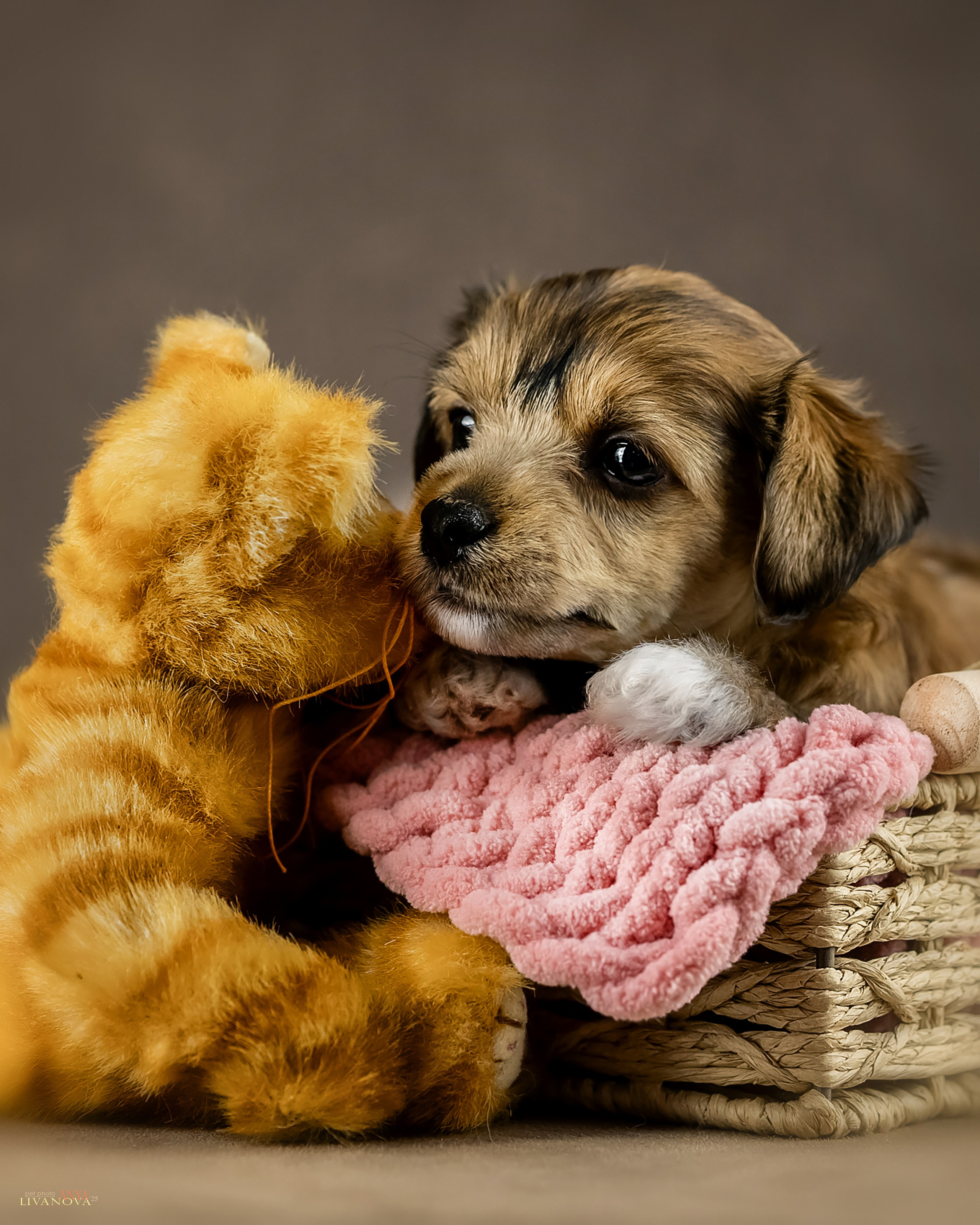 КХС. Фотограф анималист Аня Ливанова | Рыбинск