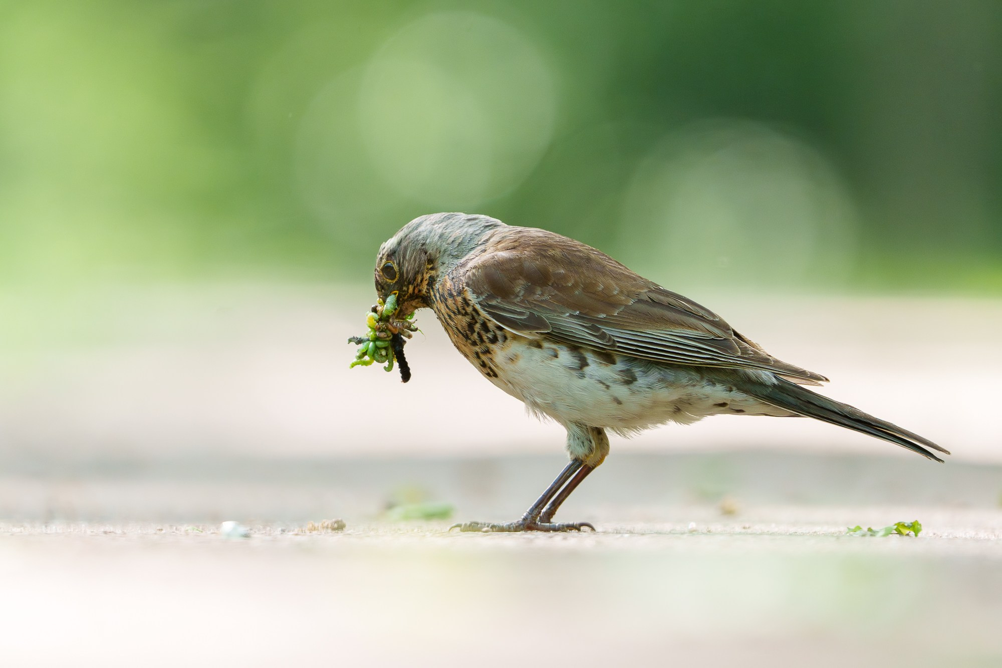 Удивительные мир птиц. Вокруг нас столько прекрасного — присмотритесь!. Ваш личный фотограф Марина Волкова