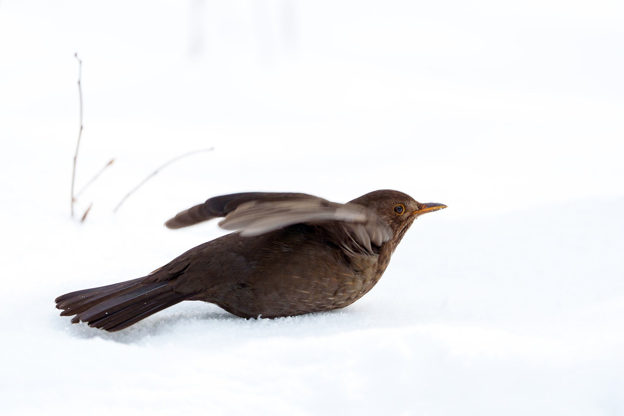 Удивительные мир птиц. Вокруг нас столько прекрасного — присмотритесь!. Ваш личный фотограф Марина Волкова