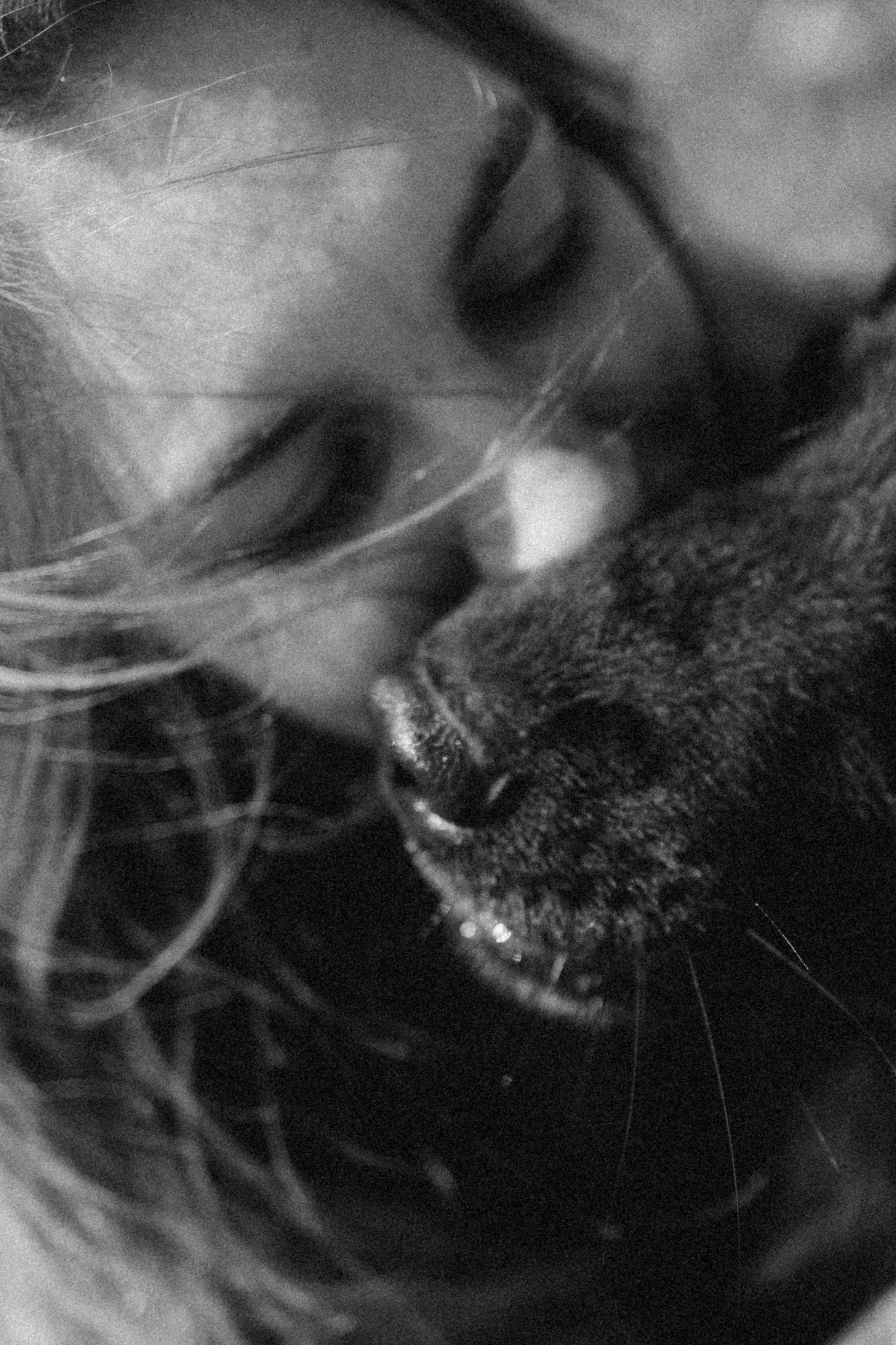 Лора и Джанго. Фотограф — Анималист | Санкт-Петербург