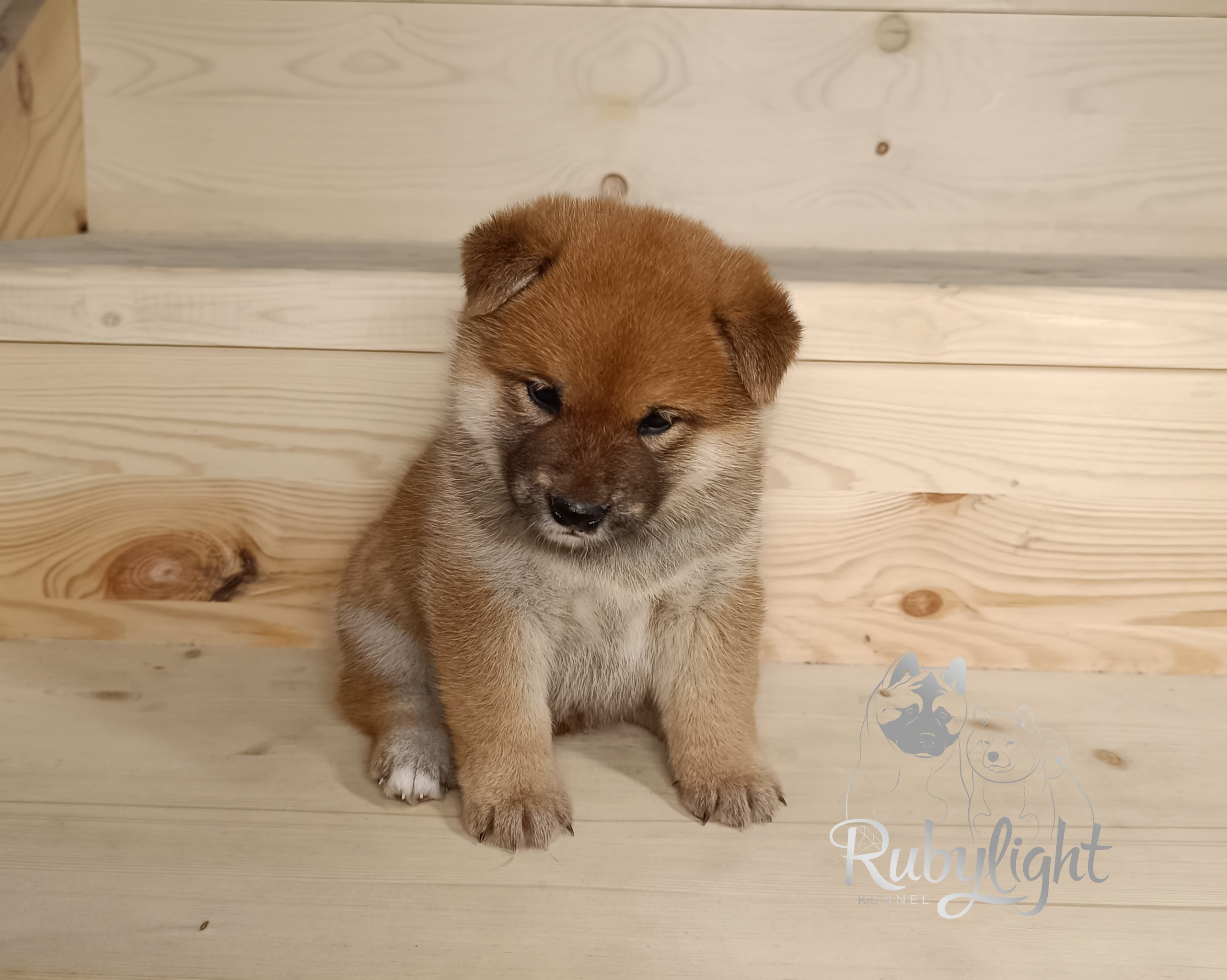 Сиба Rubylight Everest питомник Рубилайт 