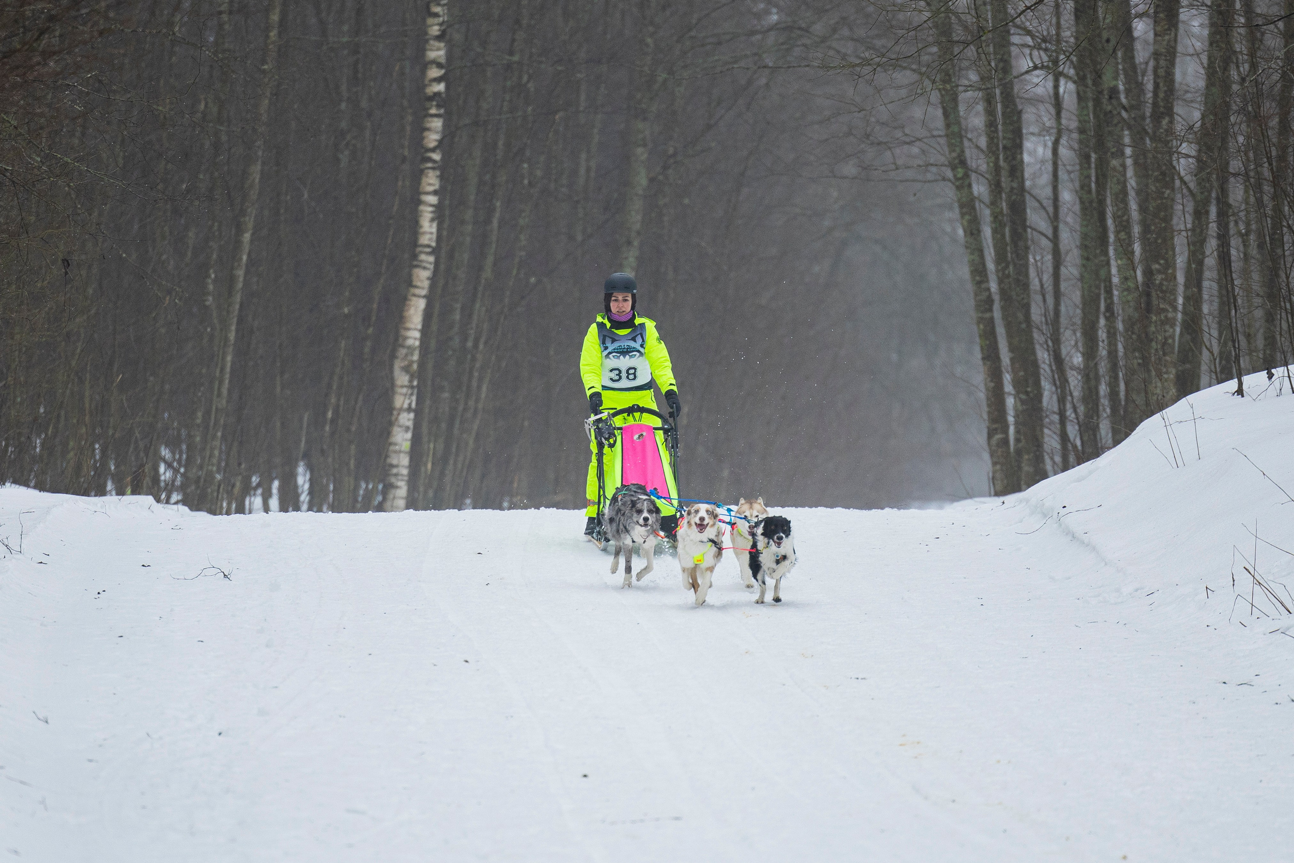 Зимний Чемпионат Санкт-Петербурга по ездовому спорту. Фотограф-анималист Анна Маринич