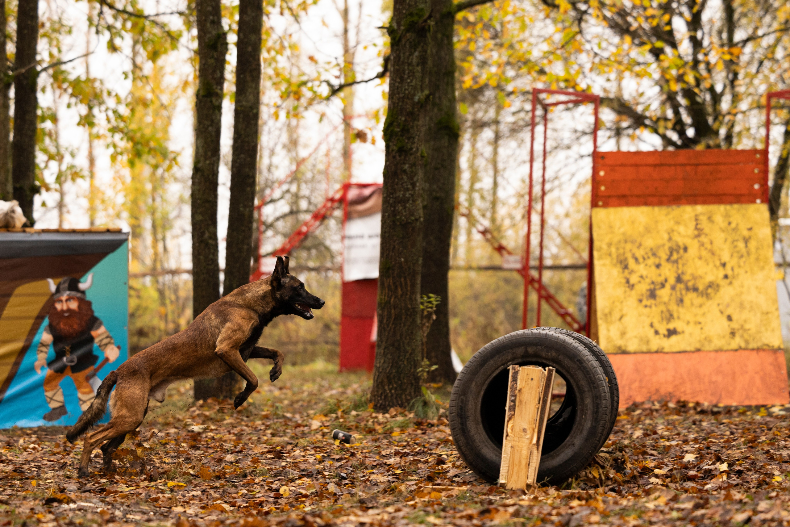 Соревнования по Мондьорингу г. Вологда. Фотограф-анималист Анна Маринич