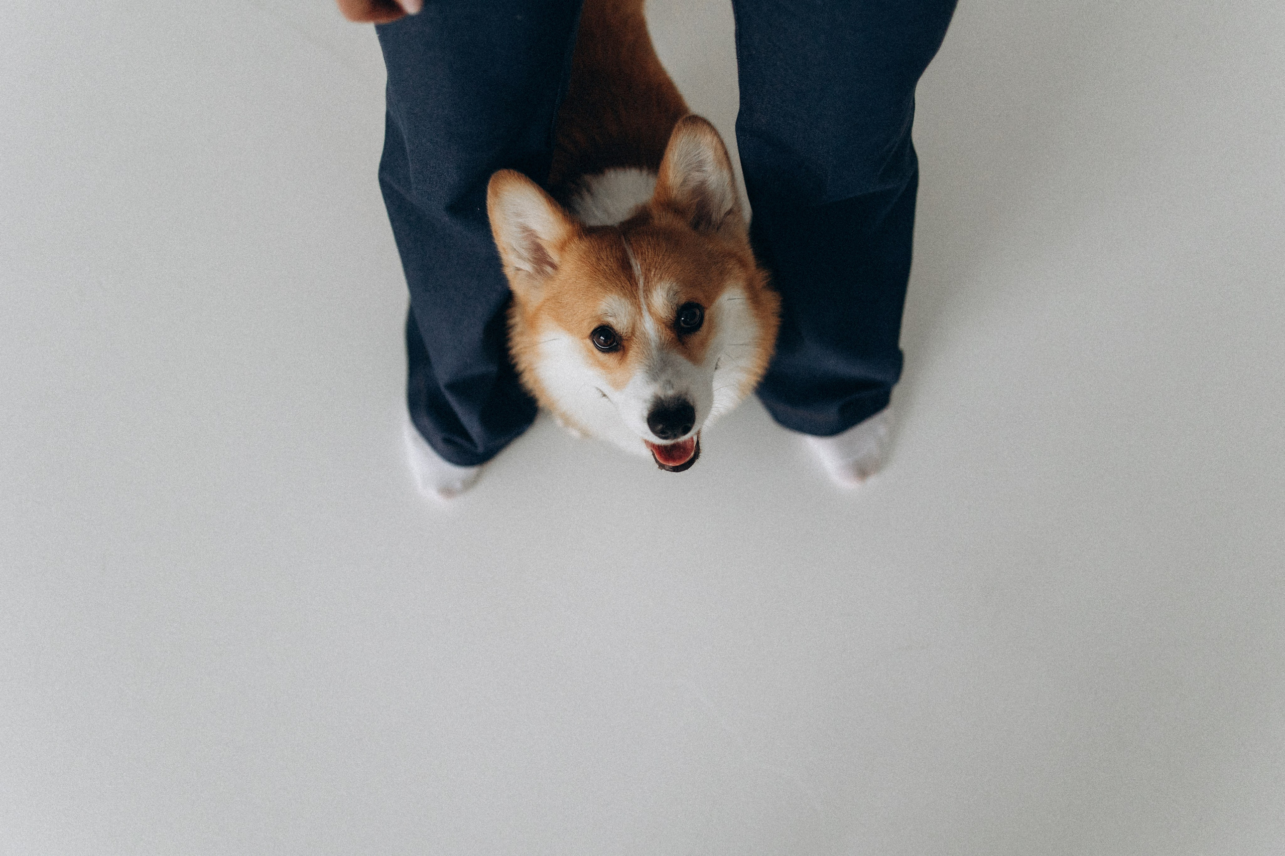 Зевс и его семья. Фотораф — анималист Мария Шистка