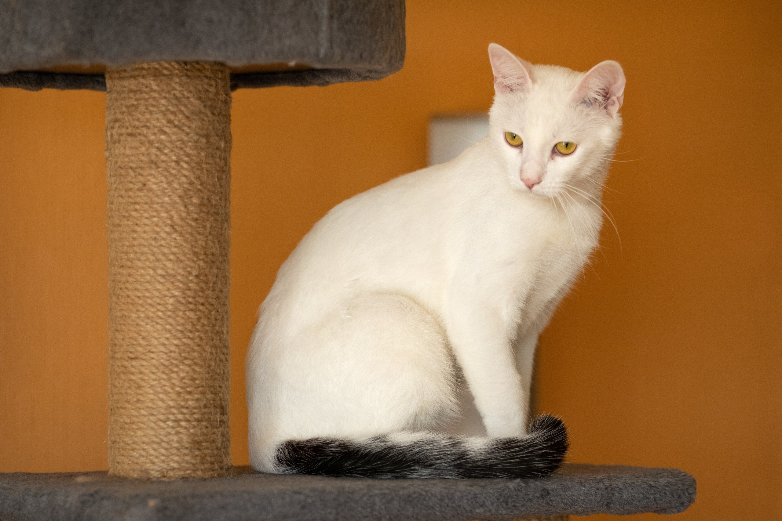 Котята в добрые руки. Арт фотограф в Минске Анастасия Корбут