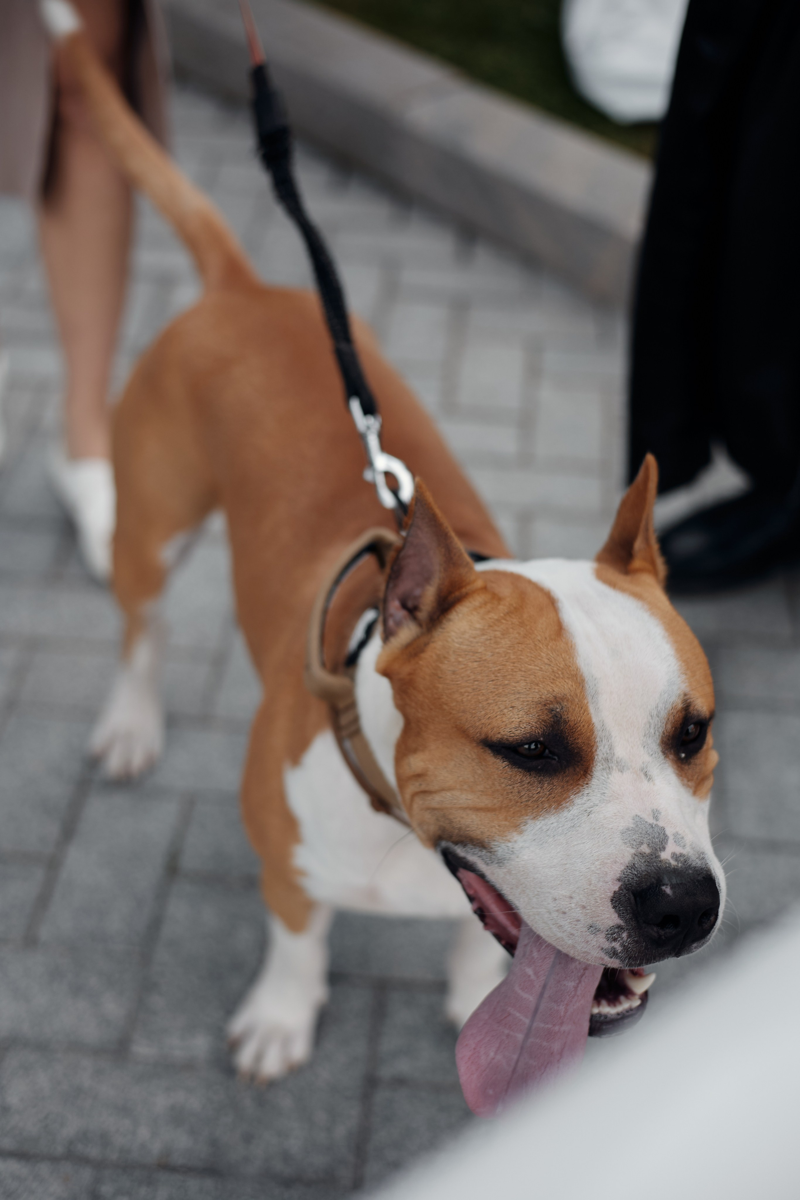 Абдо (прогулка с собакой). Фотограф из Казани