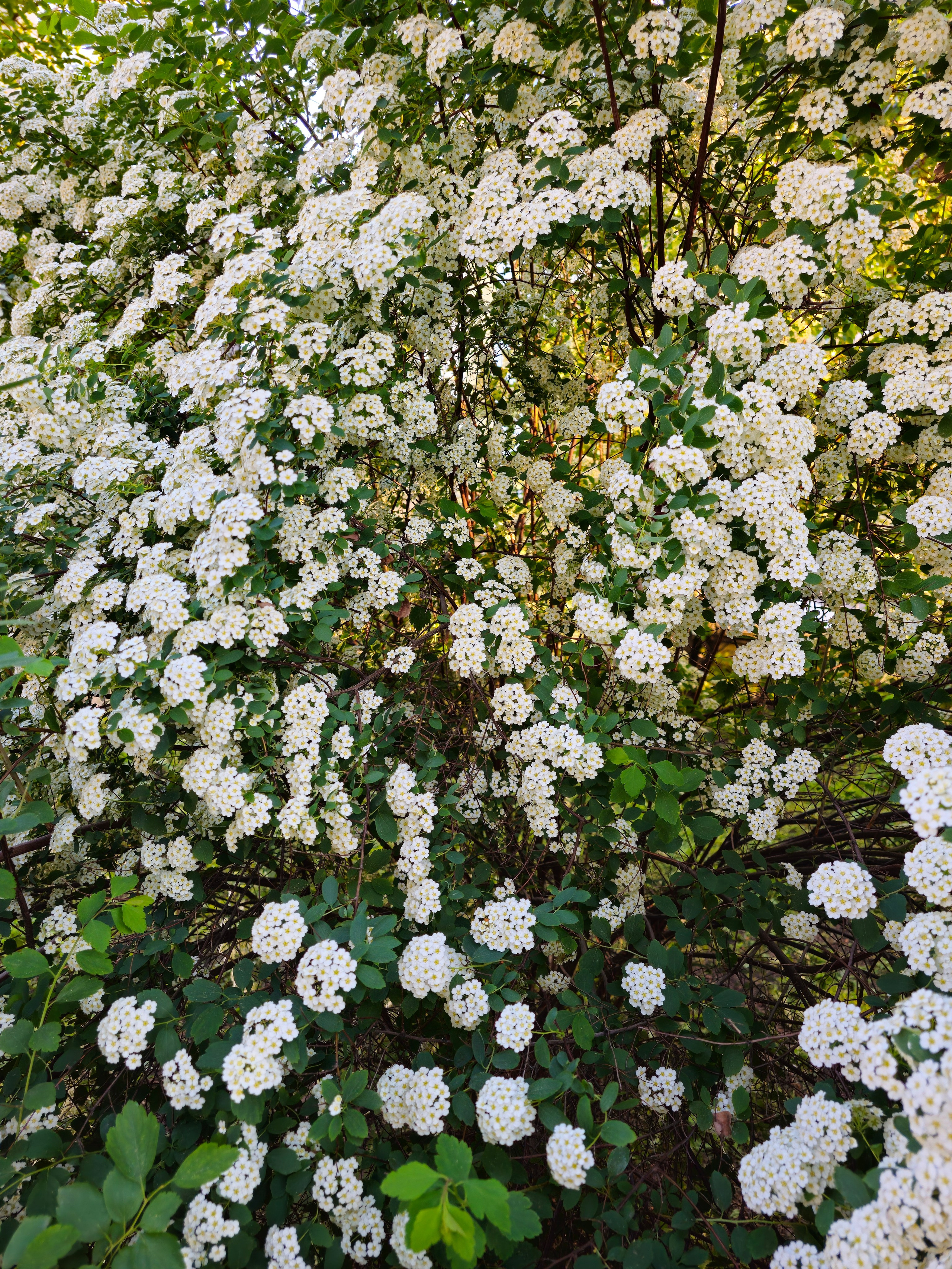 Цветочный фон, фото обои на телефон