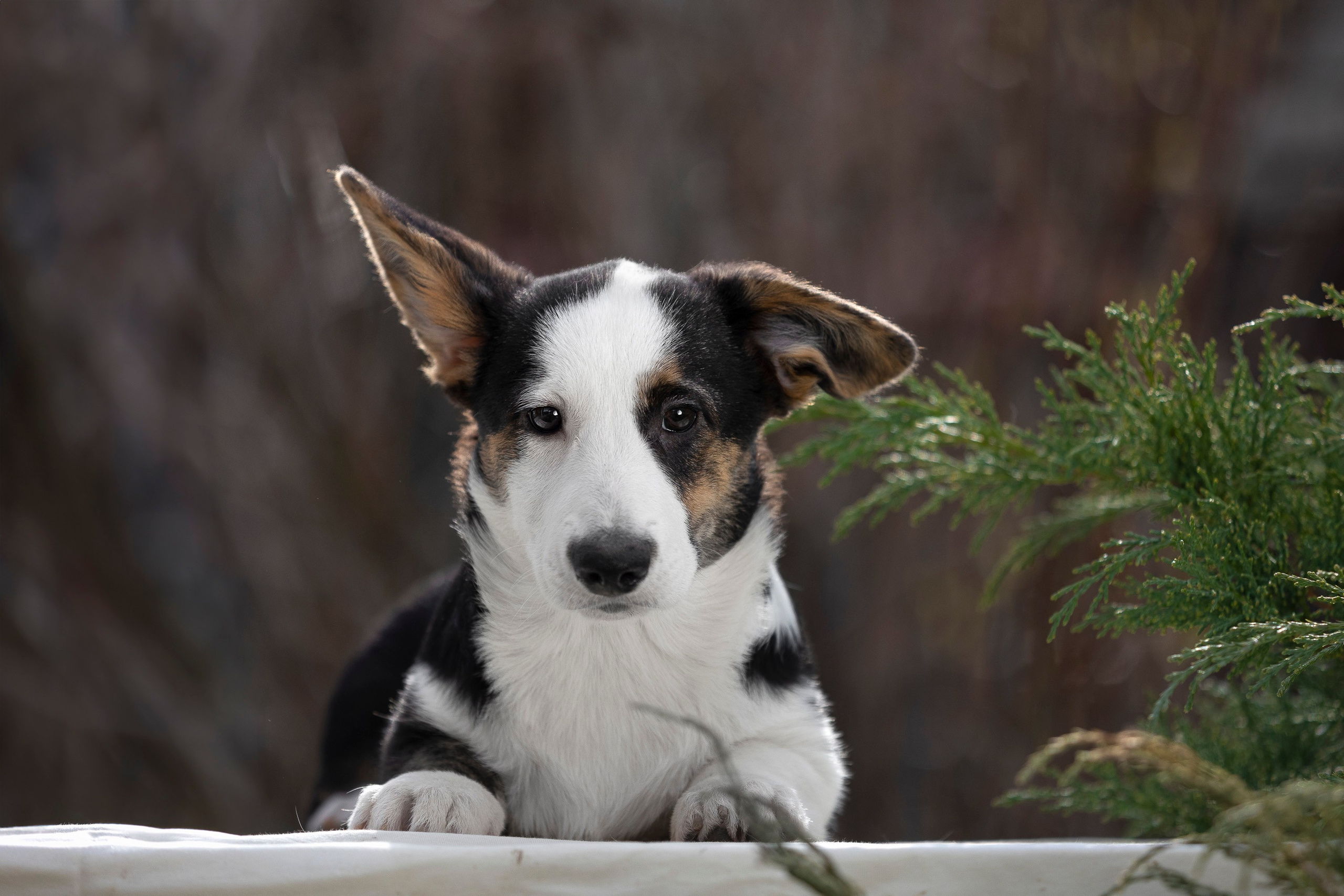 Вельш Корги Кардиган. Фотограф анималист, семейный фотограф, фотограф собак Комратова Мария. г. Москва
