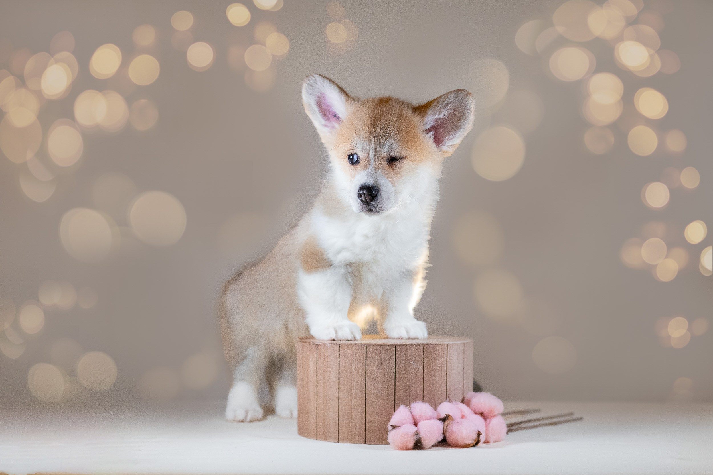 Вельш Корги Пемброк. Фотограф анималист, семейный фотограф, фотограф собак Комратова Мария. г. Москва