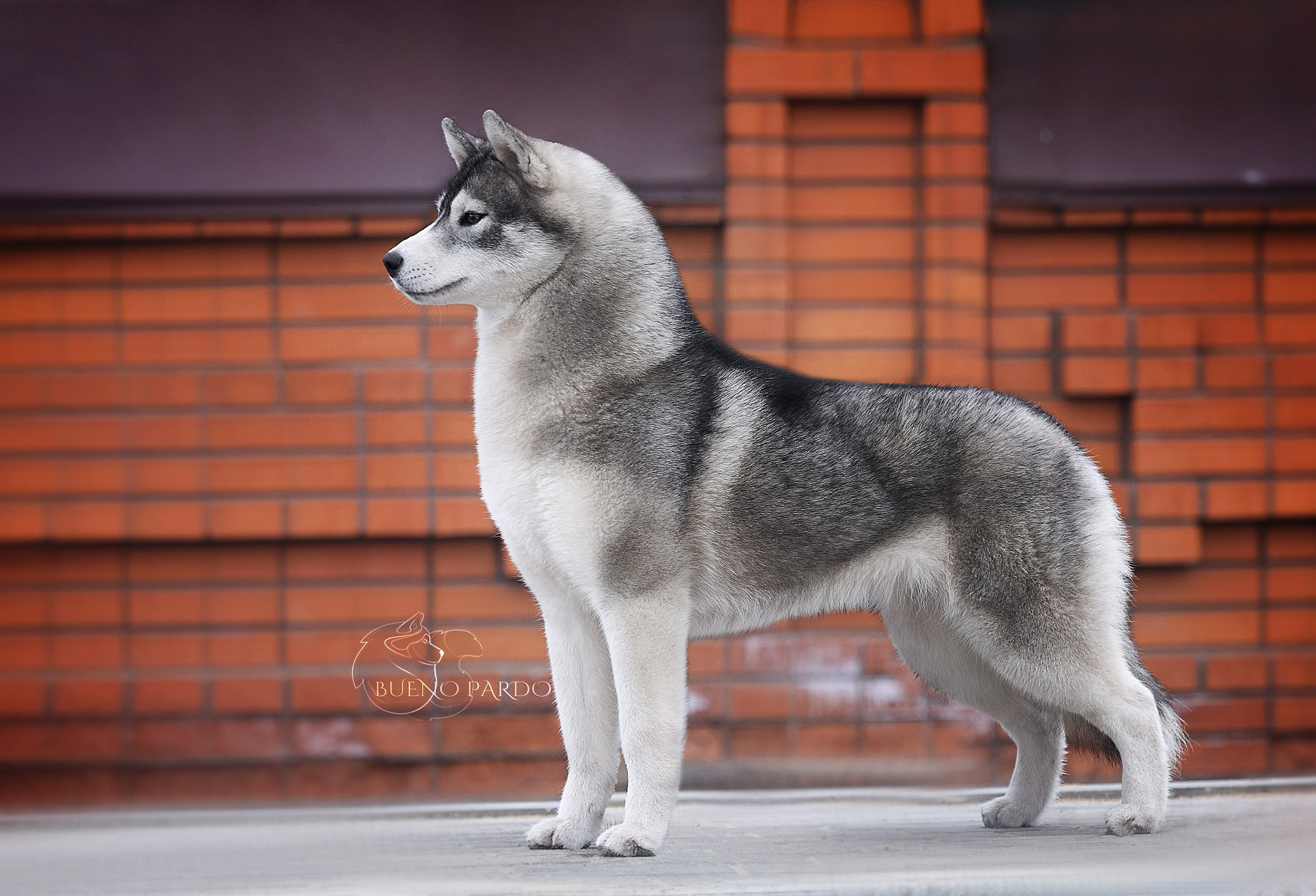 Щенки сибирского хаски из питомника. Питомник собак Акита, Хаски, Корги