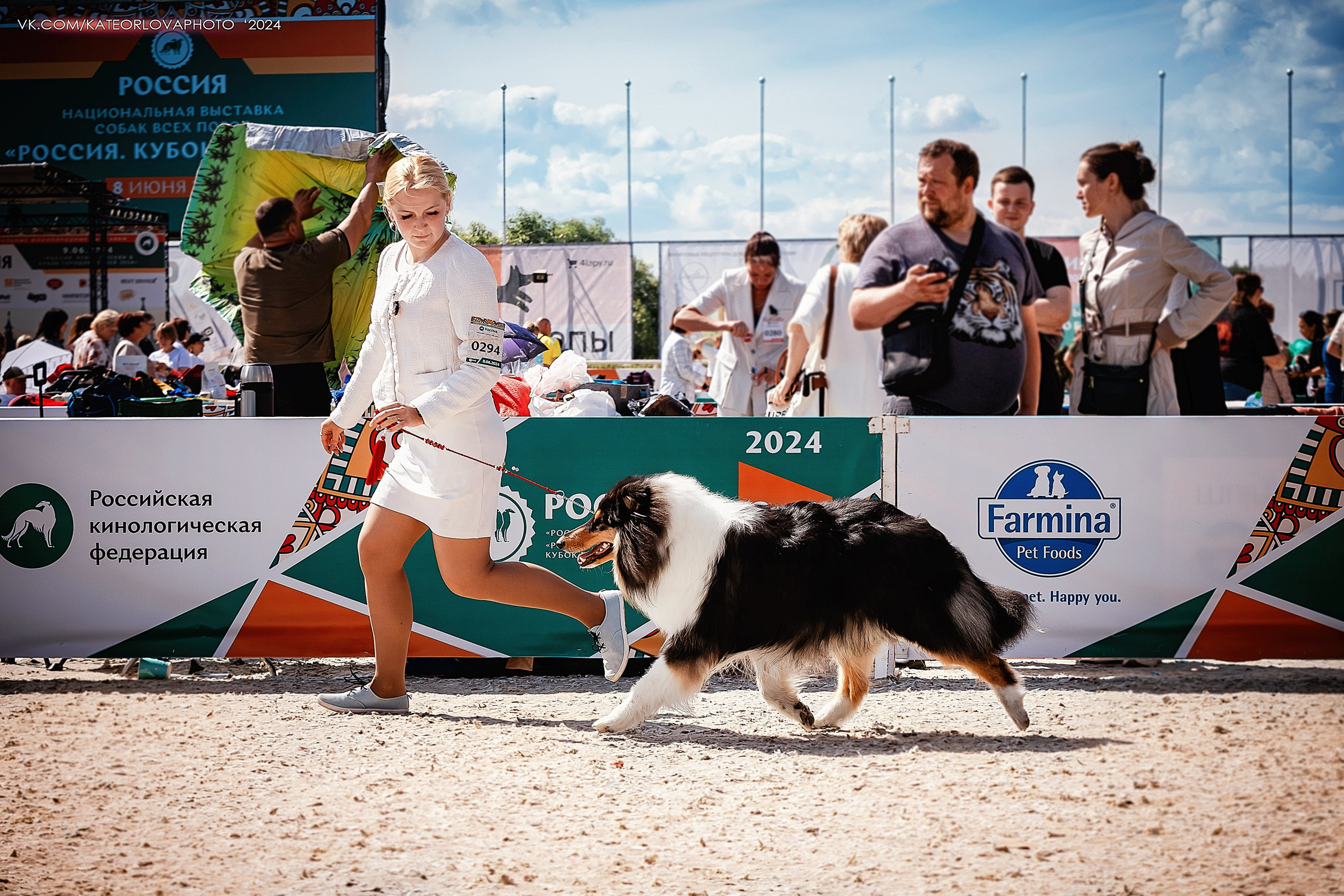 Фотосъемка собак, щенков, на выставках, фотограф анималист Россия воронеж. Питомник собак Акита, Хаски, Корги